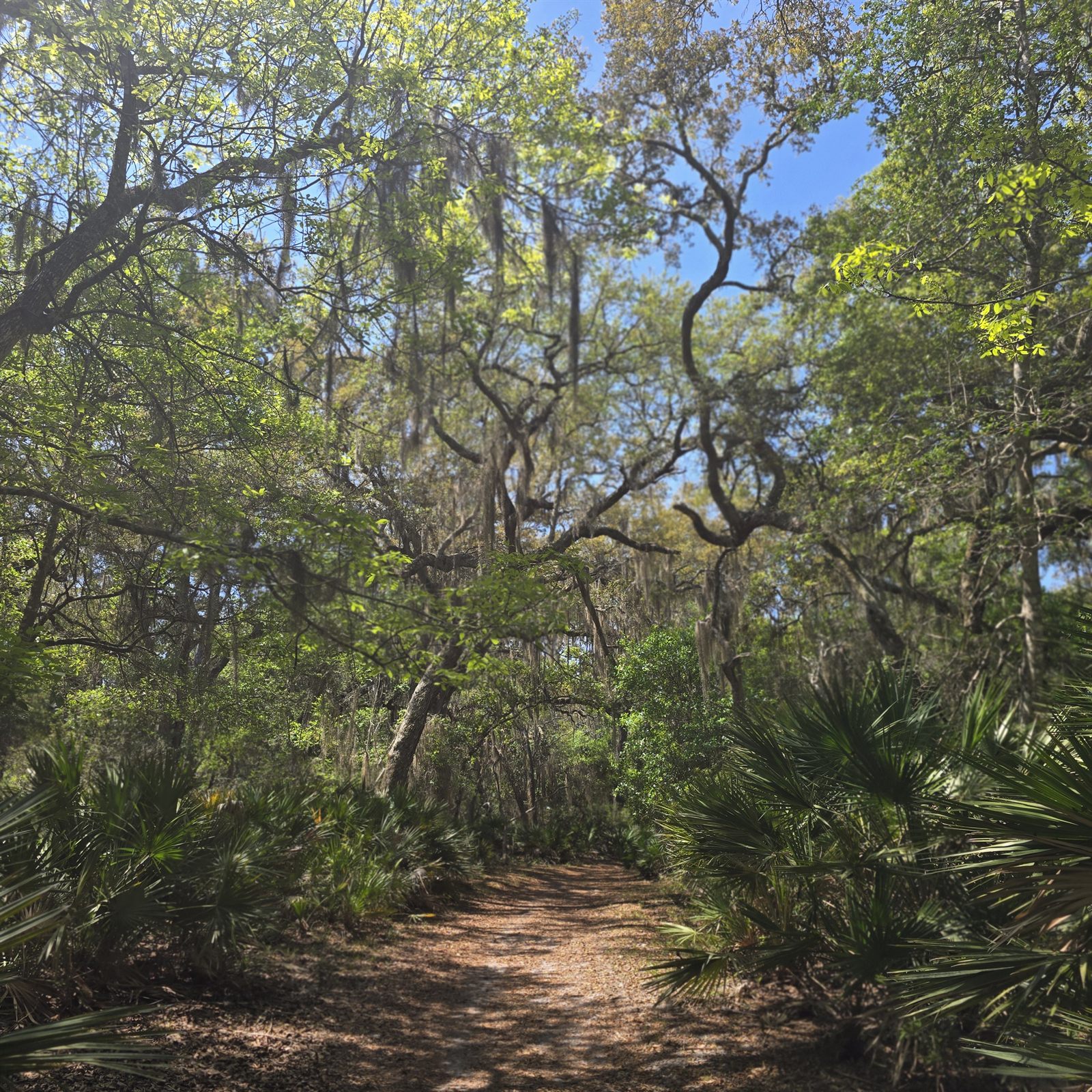 Guana, Timucuan, and South Point Loop Trail Loop - Palmettos and (more) Hanging Moss photo