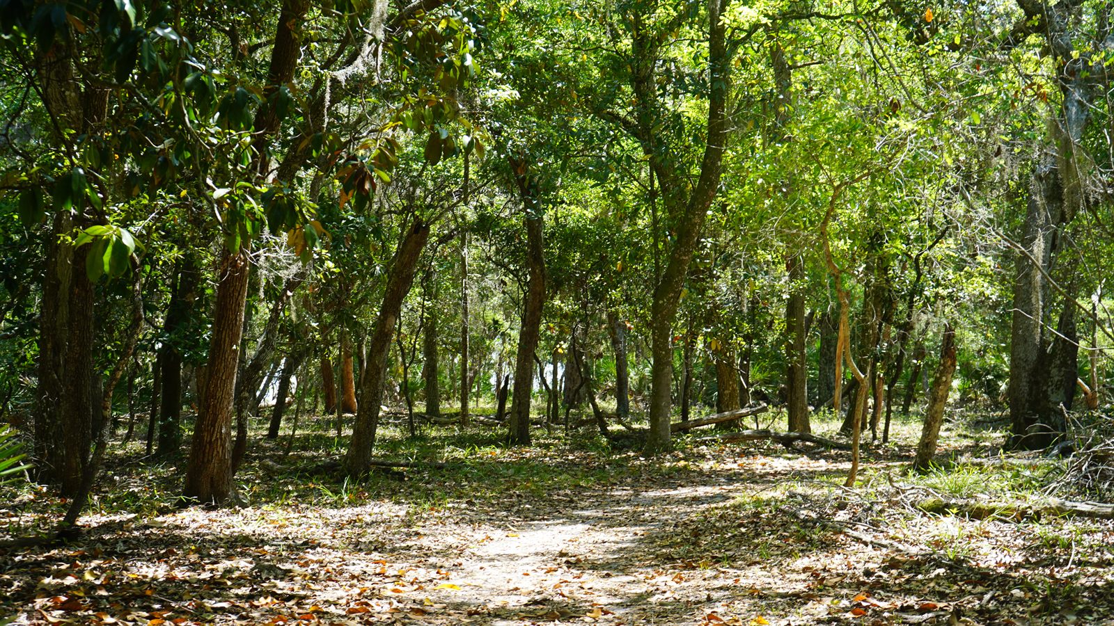 Guana, Timucuan, and South Point Loop Trail Loop - The Halfway Point photo
