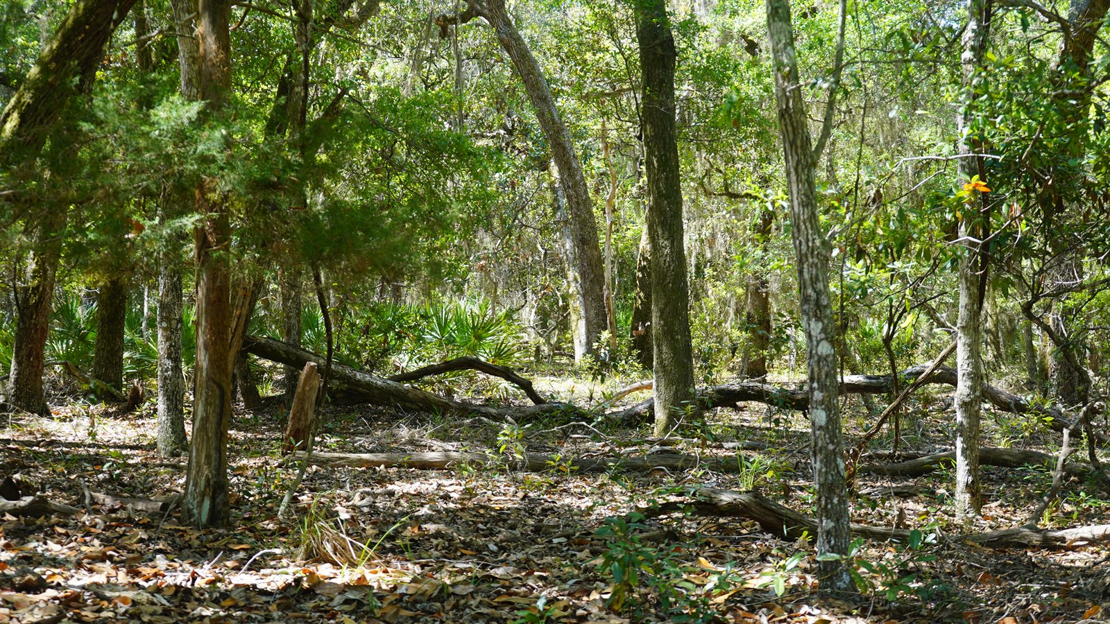 Guana, Timucuan, and South Point Loop Trail Loop - The Halfway Point photo