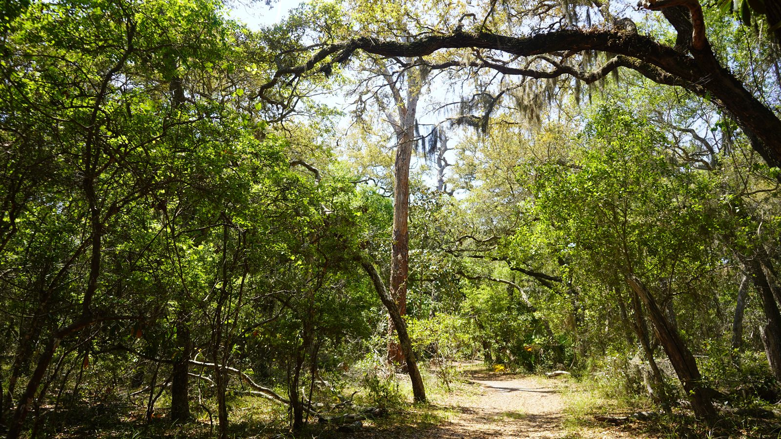 Guana, Timucuan, and South Point Loop Trail Loop - The Halfway Point photo