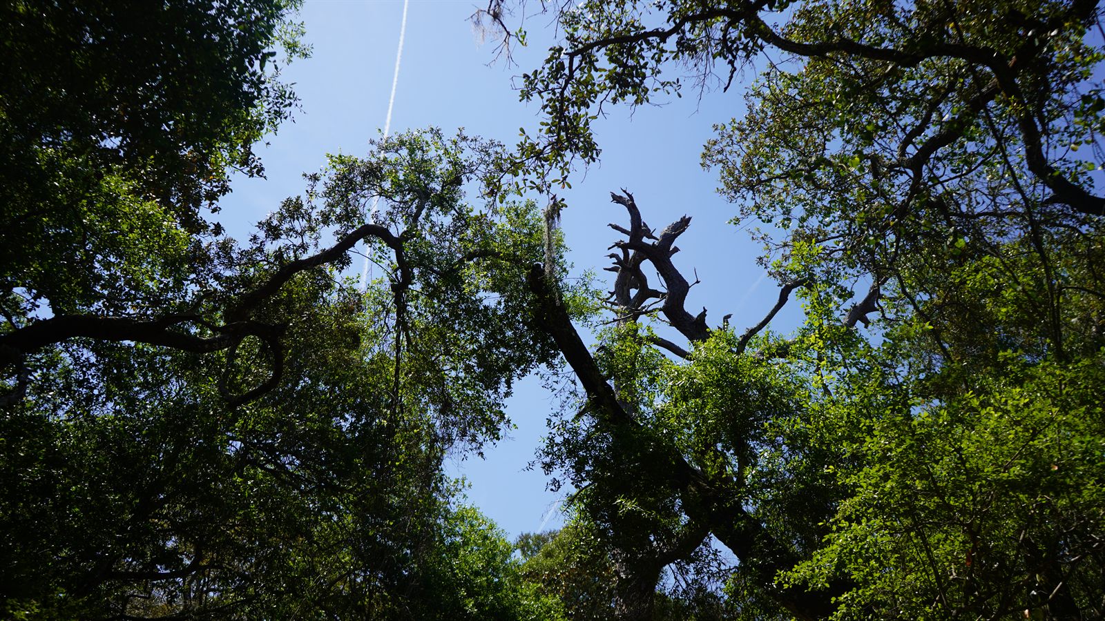 Guana, Timucuan, and South Point Loop Trail Loop - The Bones of the Forest photo