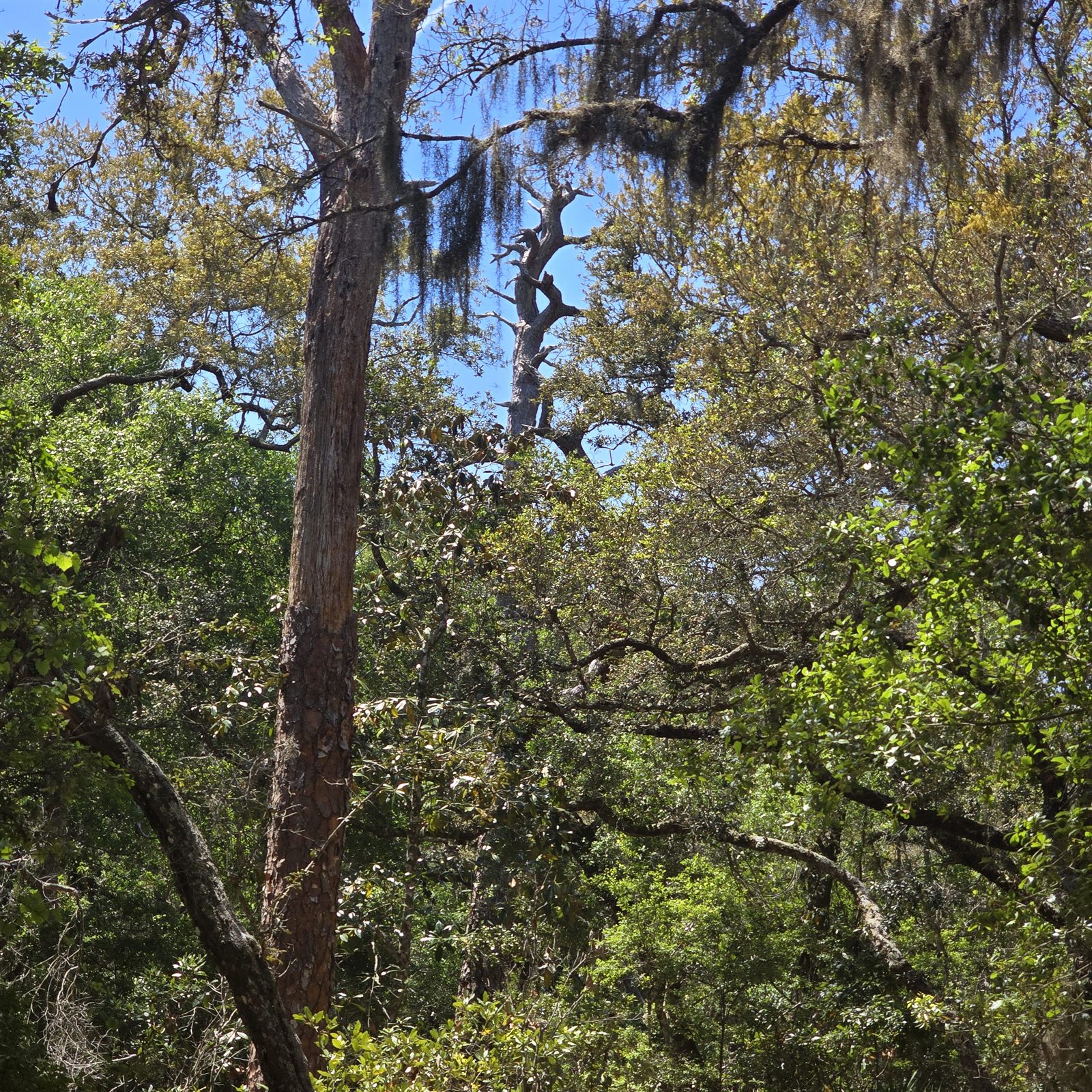 Guana, Timucuan, and South Point Loop Trail Loop - The Bones of the Forest photo