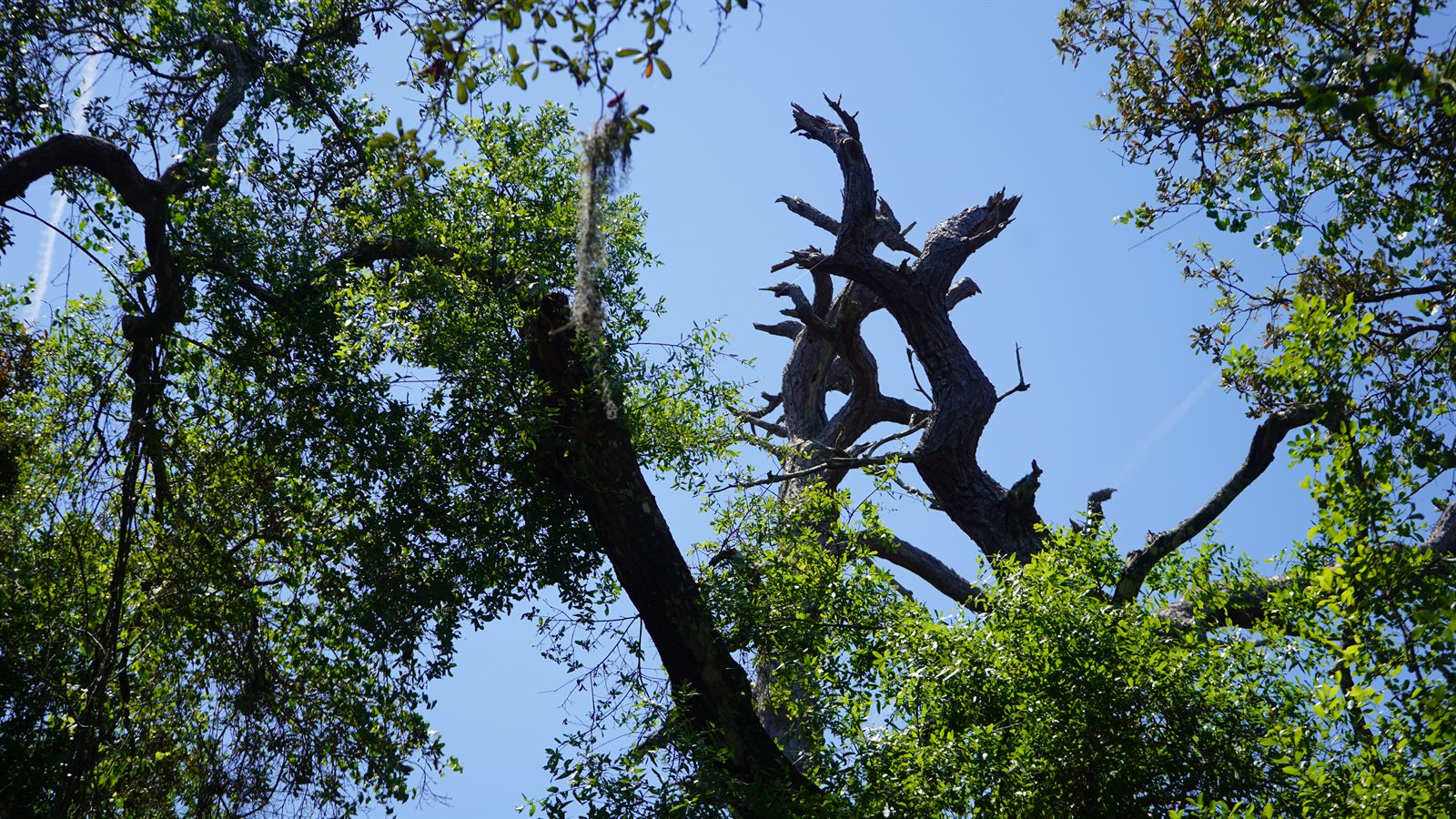 Guana, Timucuan, and South Point Loop Trail Loop - The Bones of the Forest photo