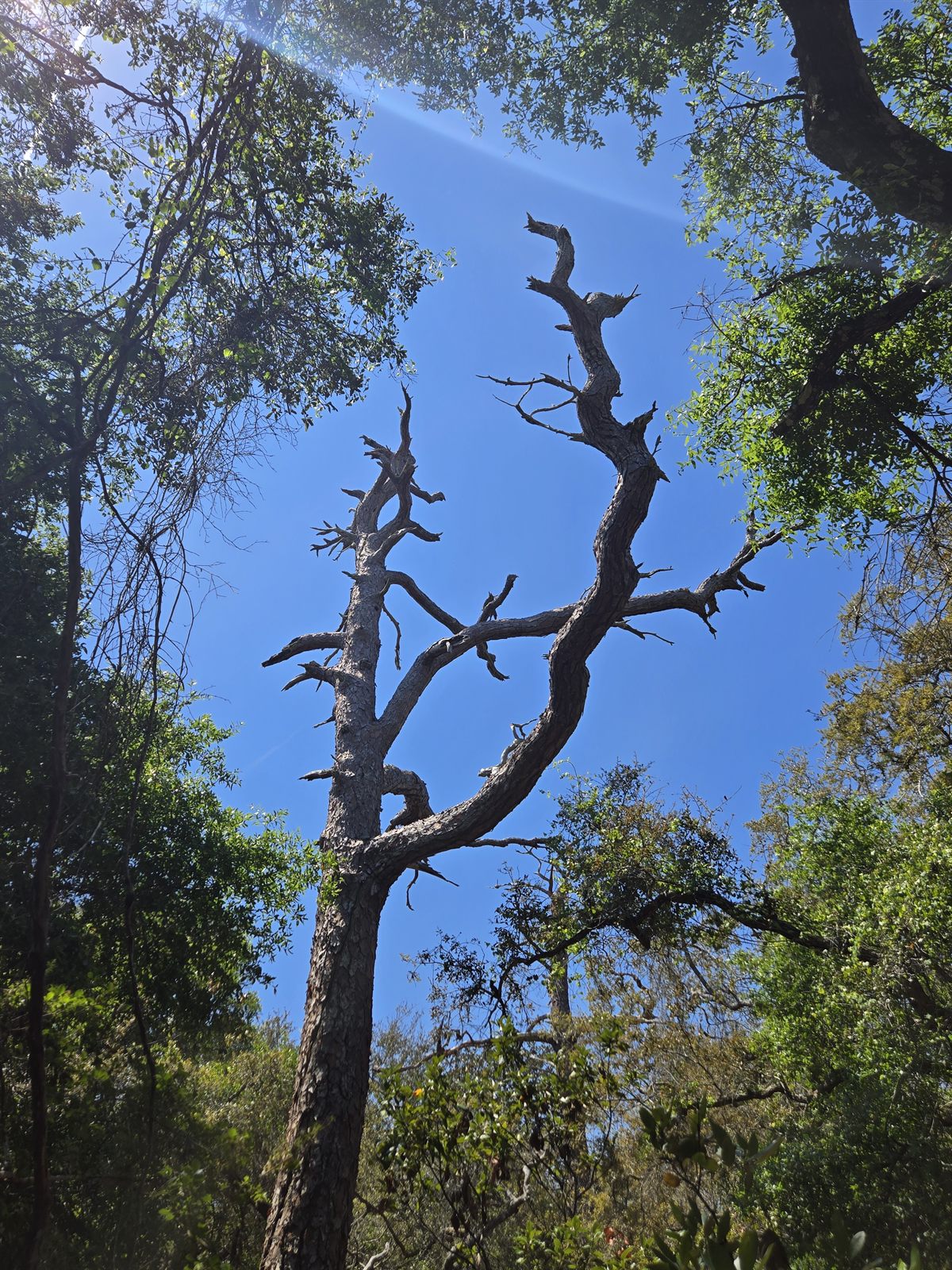 Guana, Timucuan, and South Point Loop Trail Loop - The Bones of the Forest photo