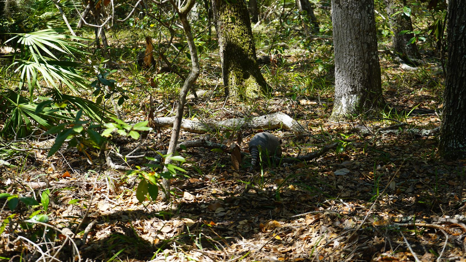 Guana, Timucuan, and South Point Loop Trail Loop - Arnie the Armadillo photo