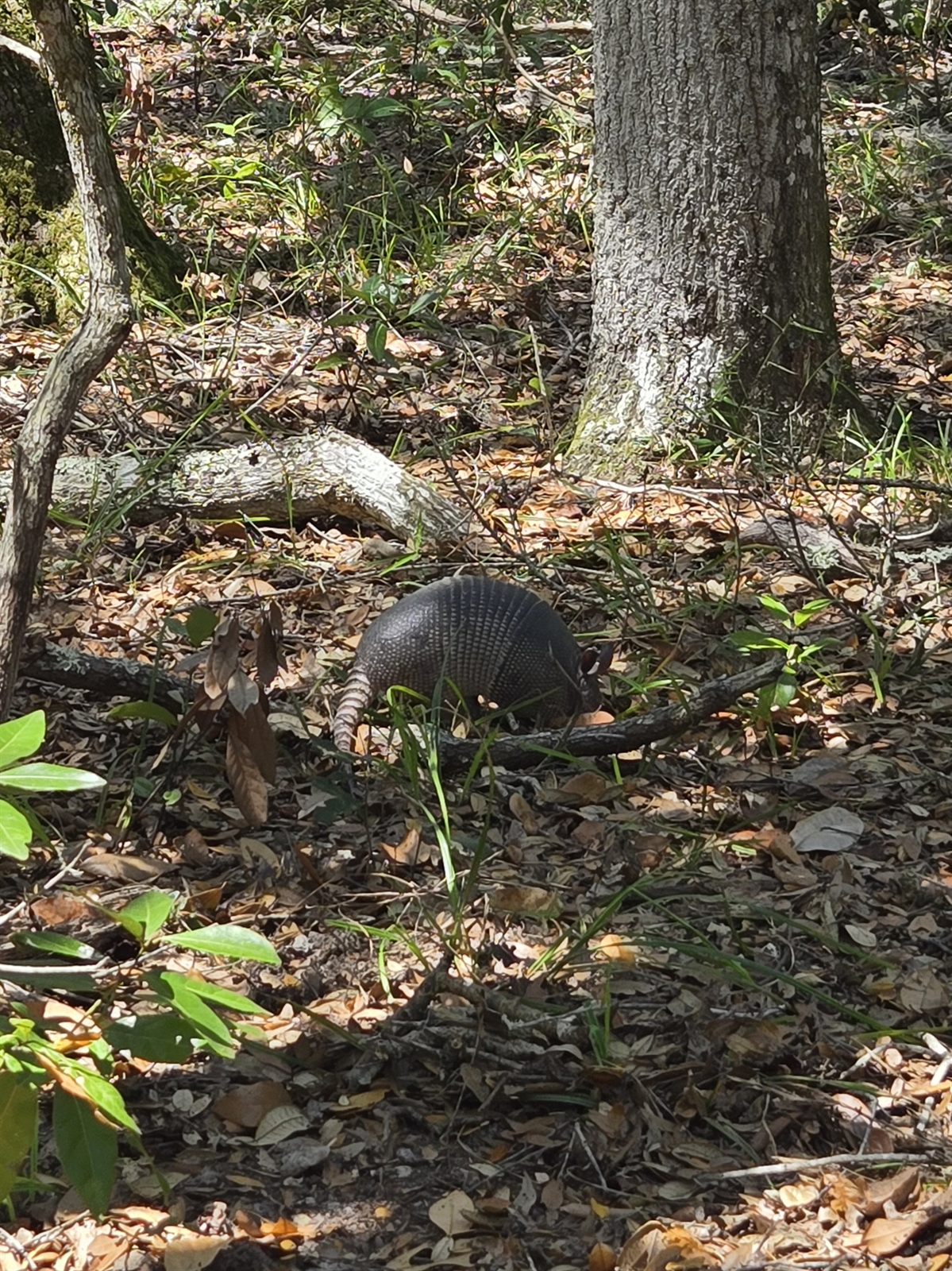Guana, Timucuan, and South Point Loop Trail Loop - Arnie the Armadillo photo