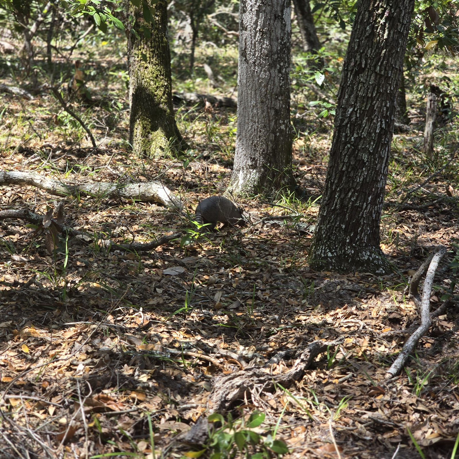Guana, Timucuan, and South Point Loop Trail Loop - Arnie the Armadillo photo