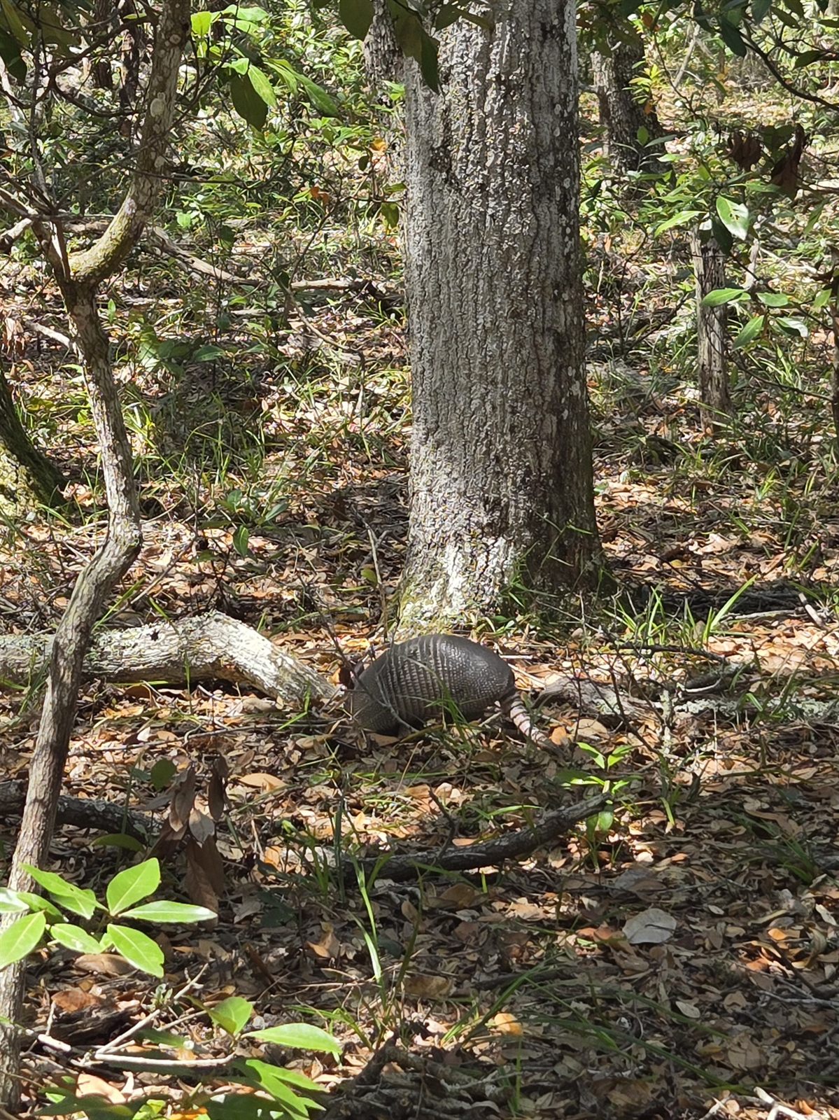 Guana, Timucuan, and South Point Loop Trail Loop - Arnie the Armadillo photo