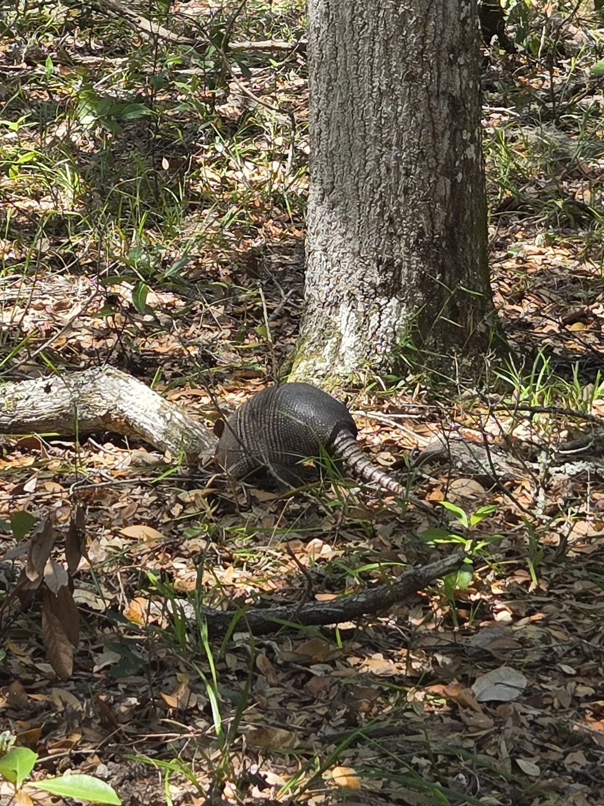 Guana, Timucuan, and South Point Loop Trail Loop - Arnie the Armadillo photo