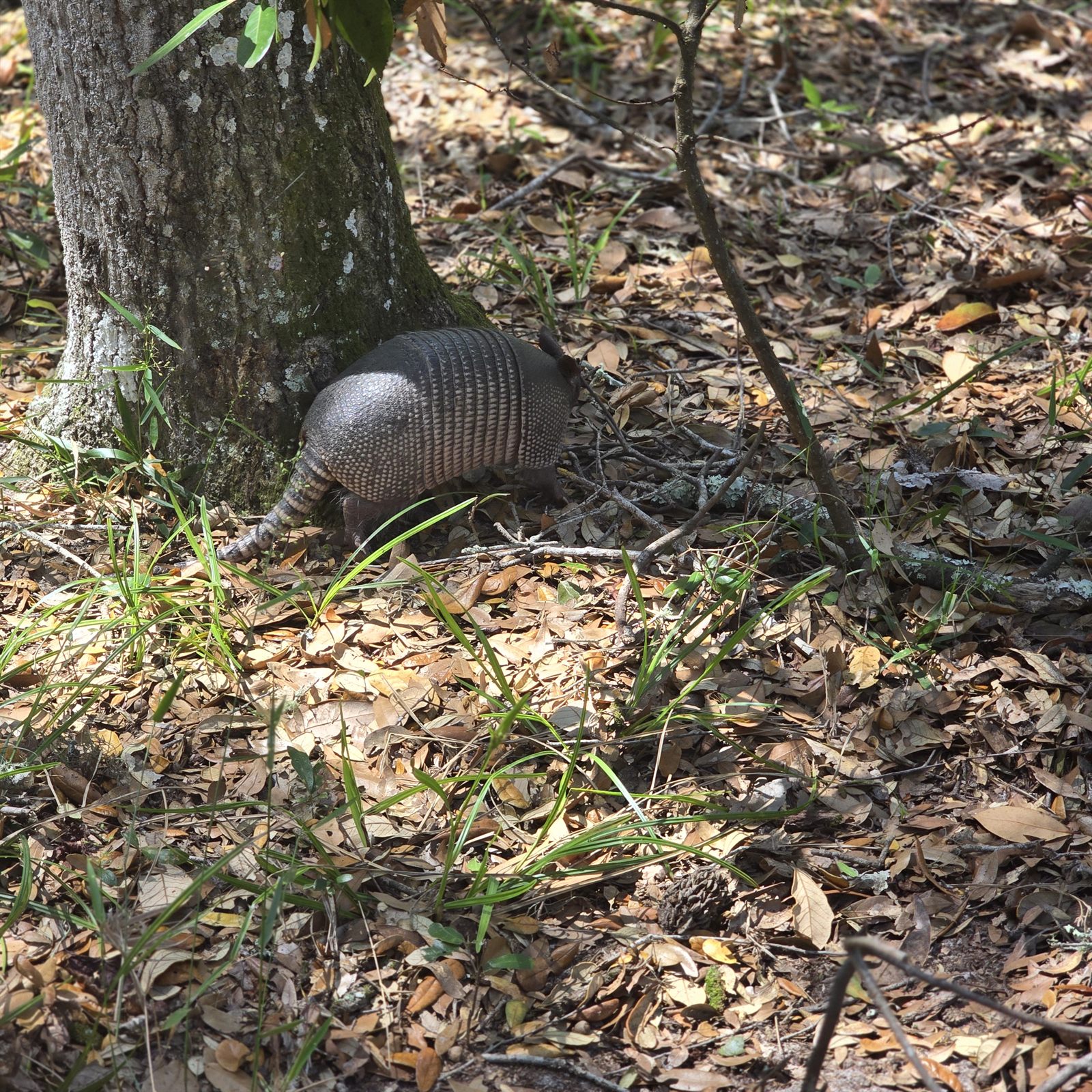 Guana, Timucuan, and South Point Loop Trail Loop - Arnie the Armadillo photo