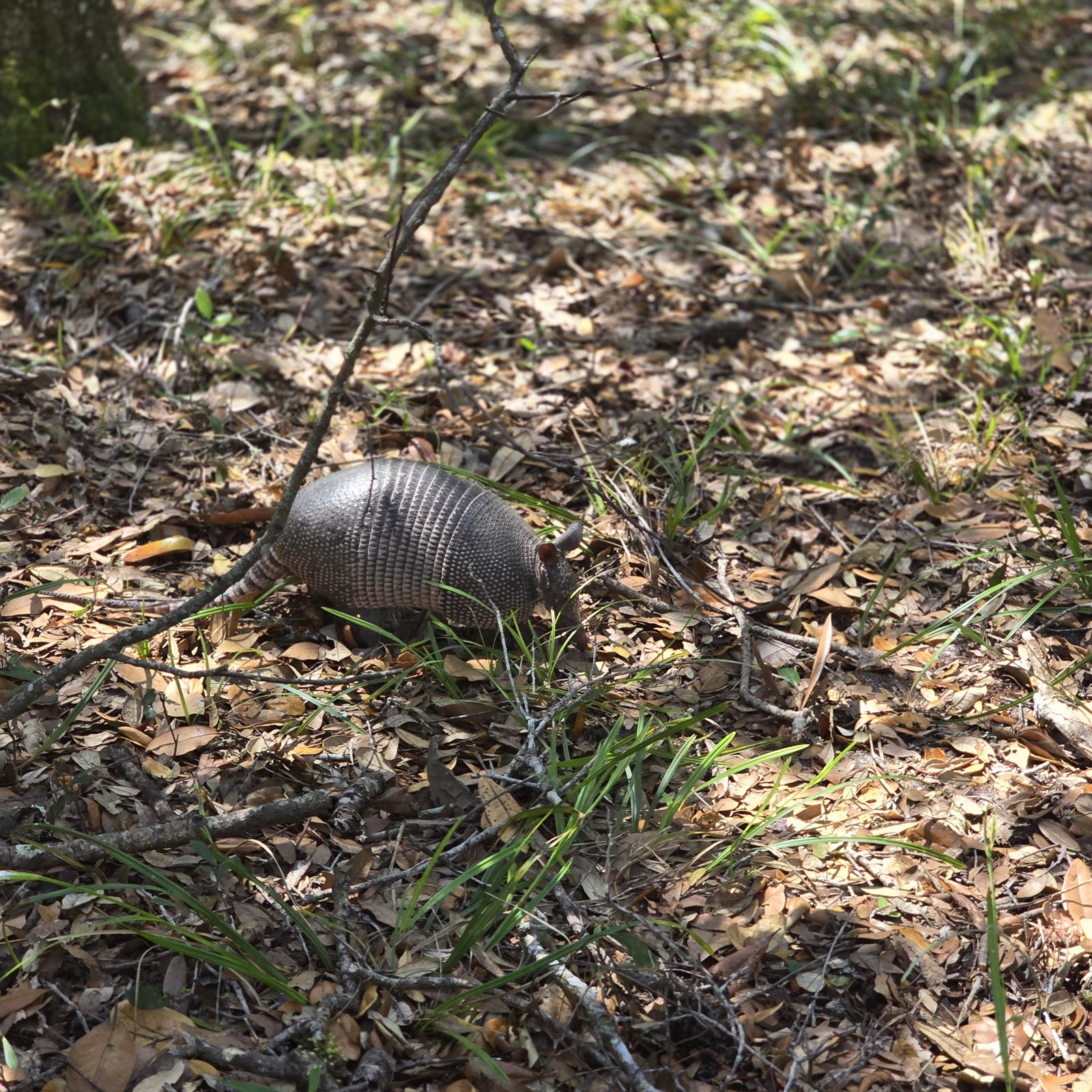 Guana, Timucuan, and South Point Loop Trail Loop - Arnie the Armadillo photo