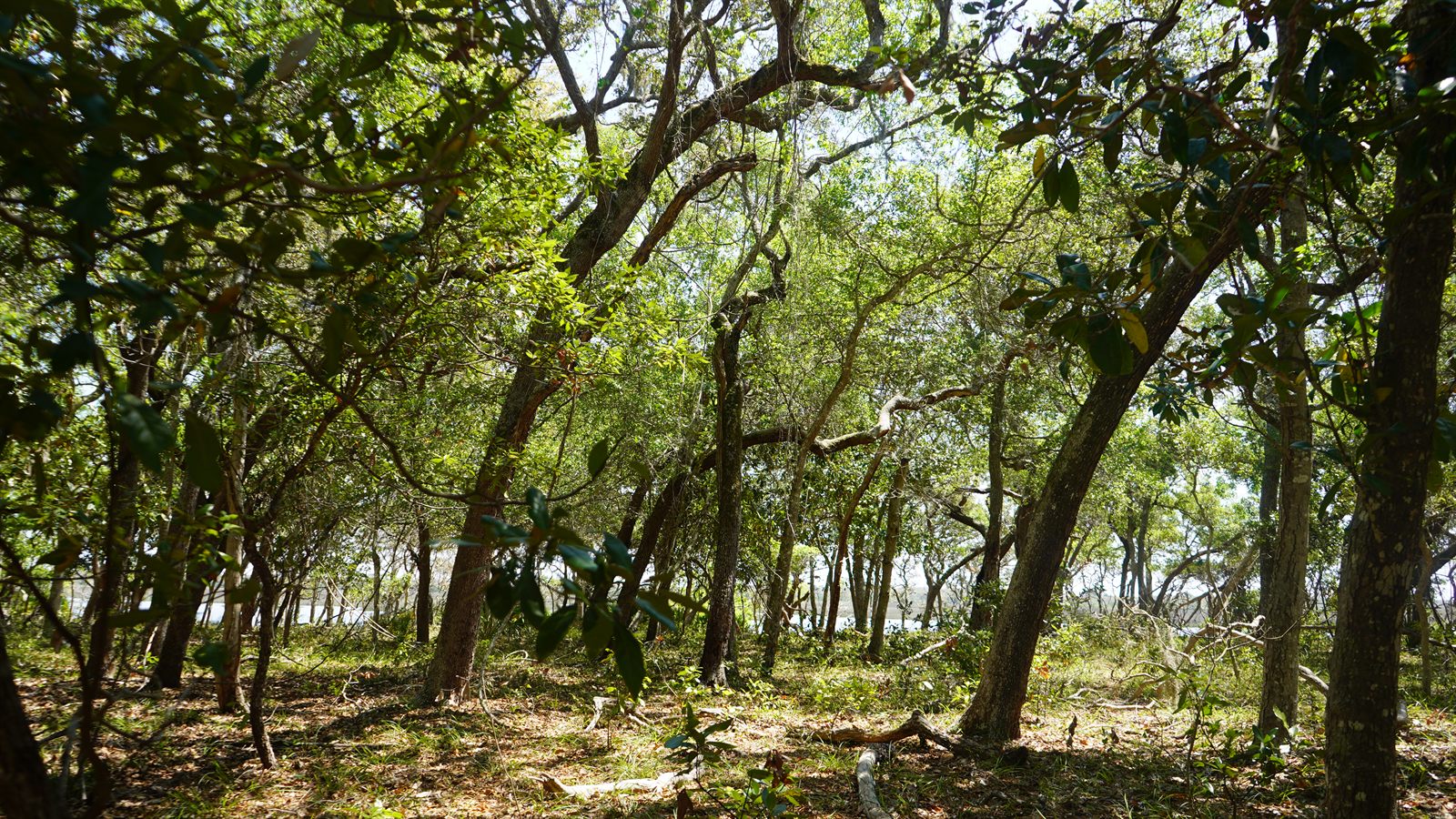 Guana, Timucuan, and South Point Loop Trail Loop - Beneath the Branches photo