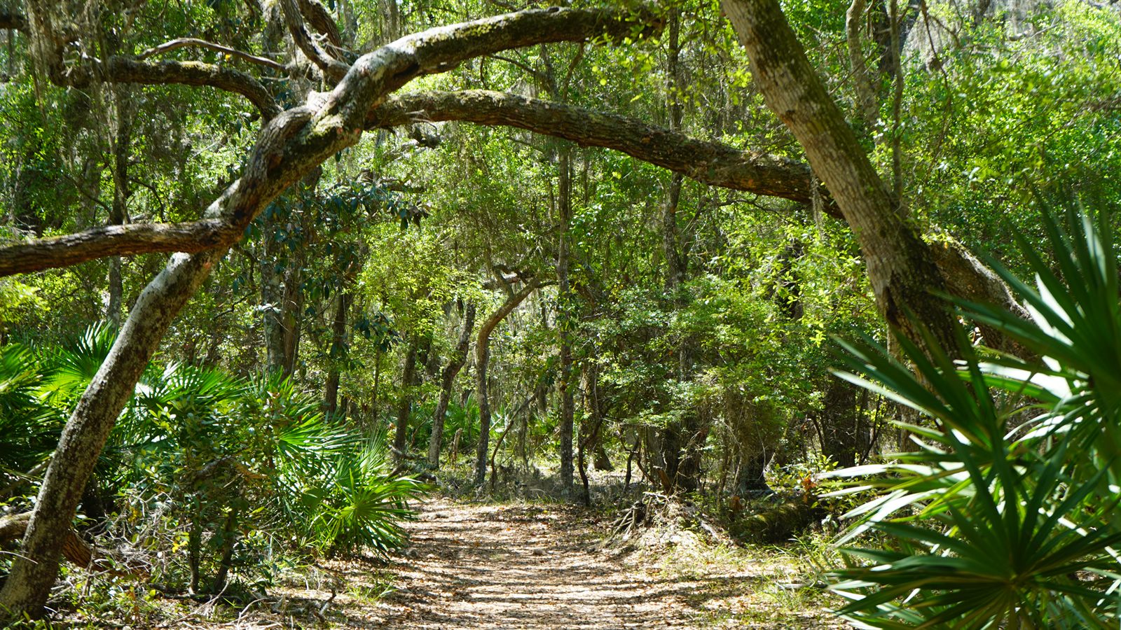 Guana, Timucuan, and South Point Loop Trail Loop - Beneath the Branches photo