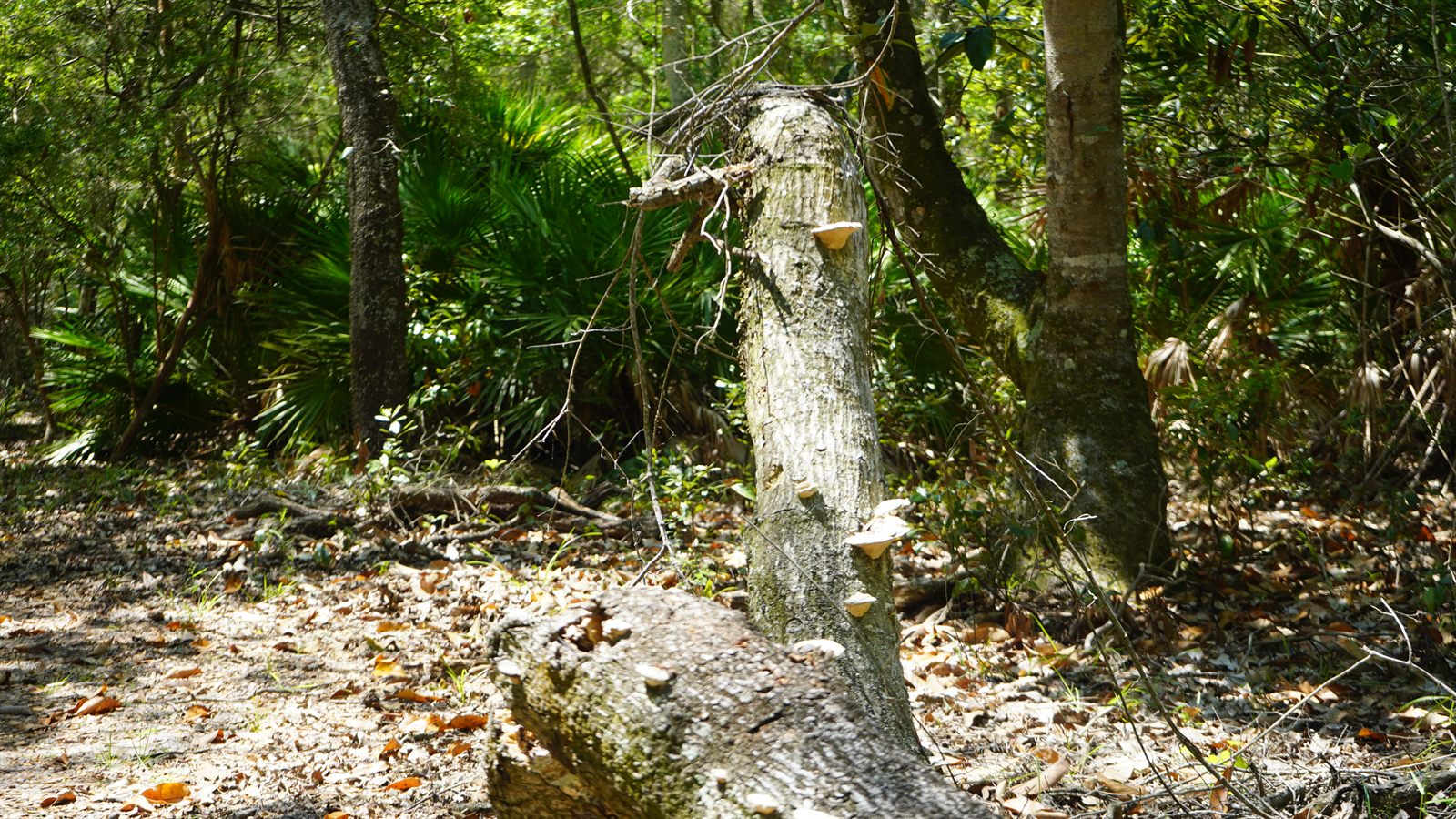 Guana, Timucuan, and South Point Loop Trail Loop - Tiny Forest Kitchens photo