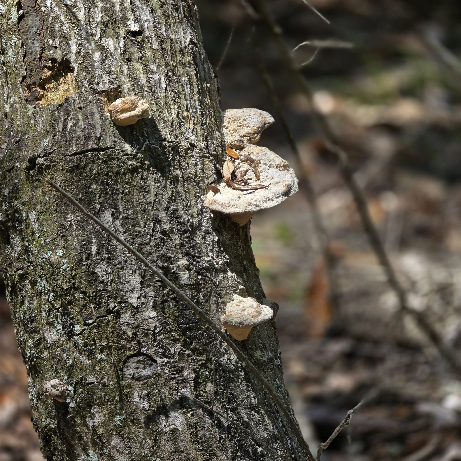 Guana, Timucuan, and South Point Loop Trail Loop - Tiny Forest Kitchens photo