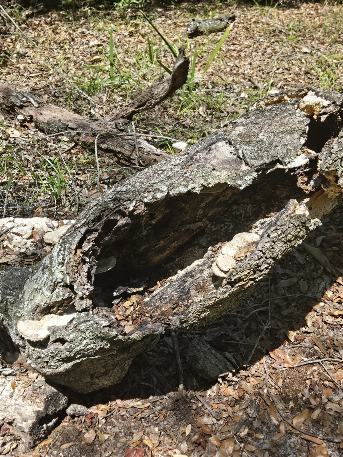 Guana, Timucuan, and South Point Loop Trail Loop - Tiny Forest Kitchens photo