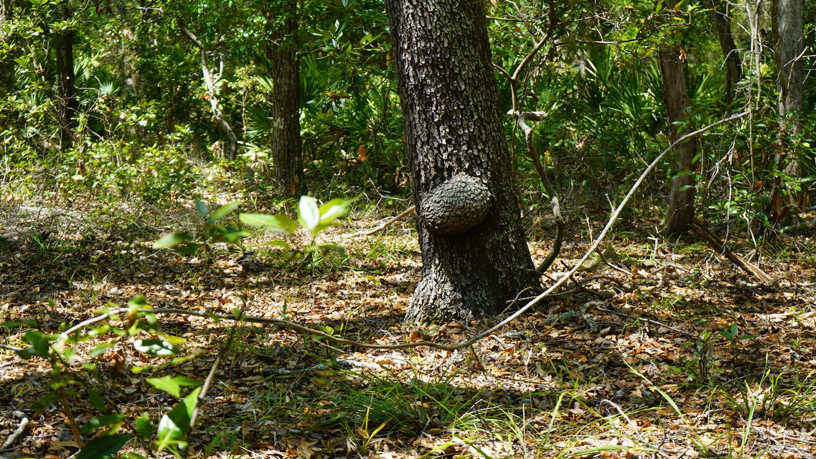 Guana, Timucuan, and South Point Loop Trail Loop - Tiny Forest Kitchens photo