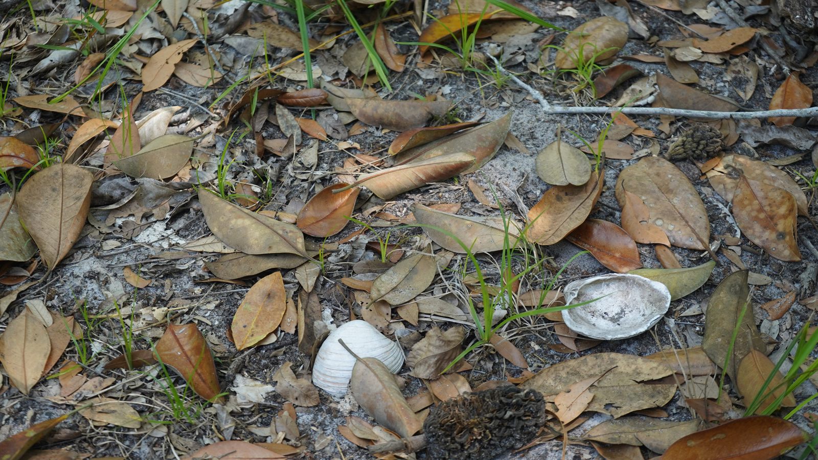 Guana, Timucuan, and South Point Loop Trail Loop - Signs of Water Ahead photo