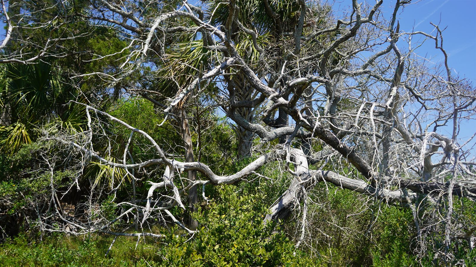 Guana, Timucuan, and South Point Loop Trail Loop - Driftwood and Sunlight photo