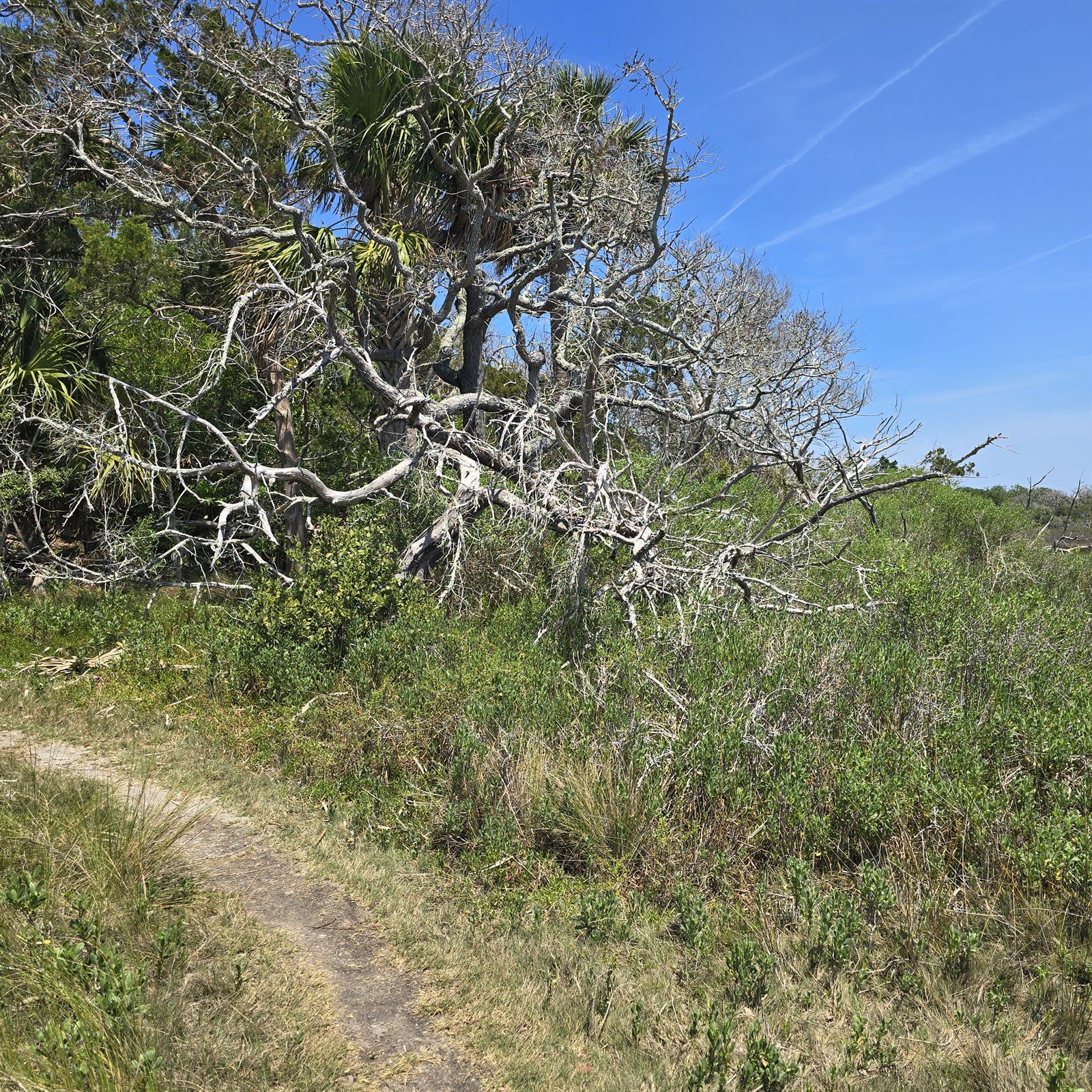 Guana, Timucuan, and South Point Loop Trail Loop - Weathered on the Edge photo