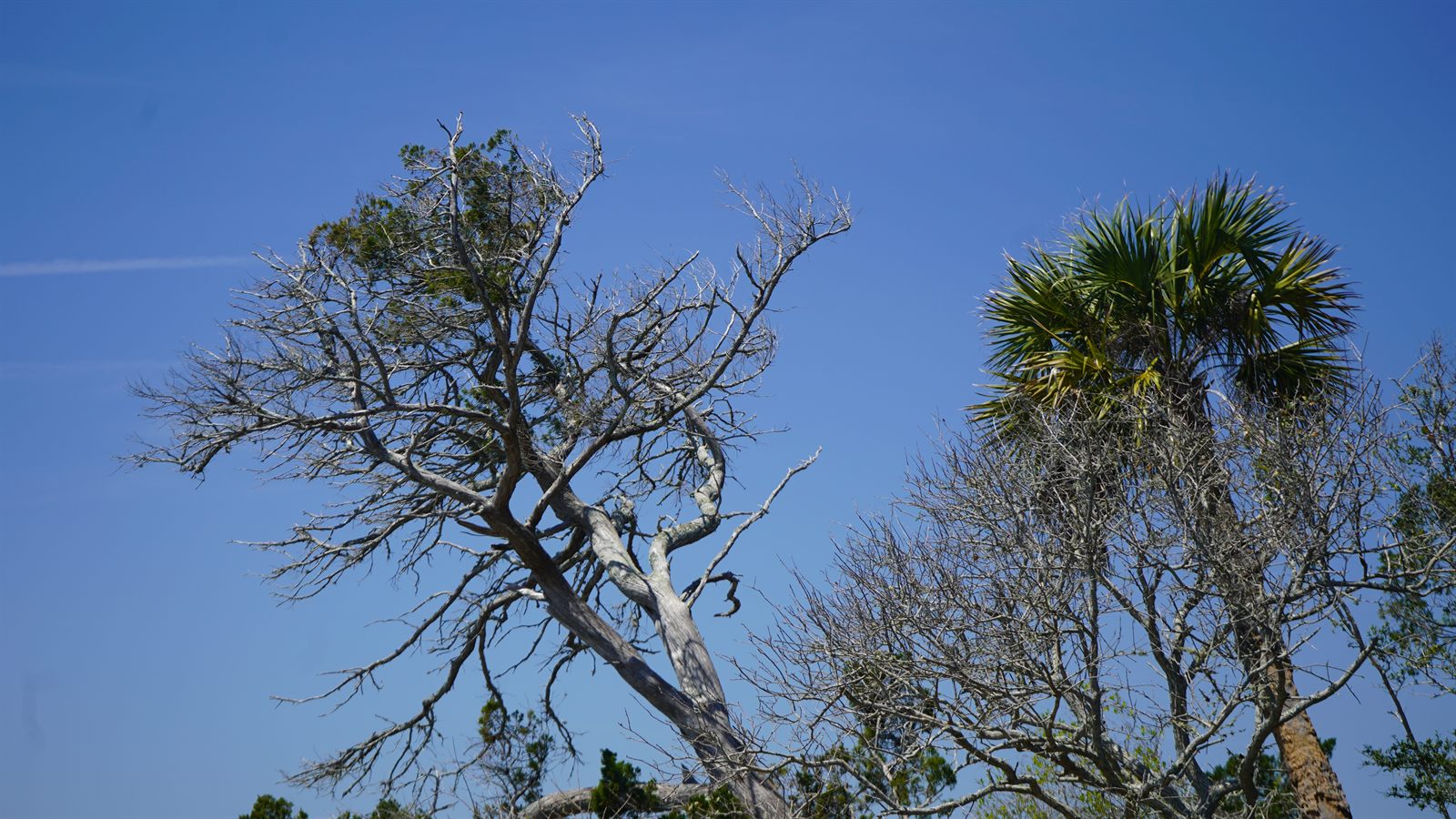 Guana, Timucuan, and South Point Loop Trail Loop - Weathered on the Edge photo