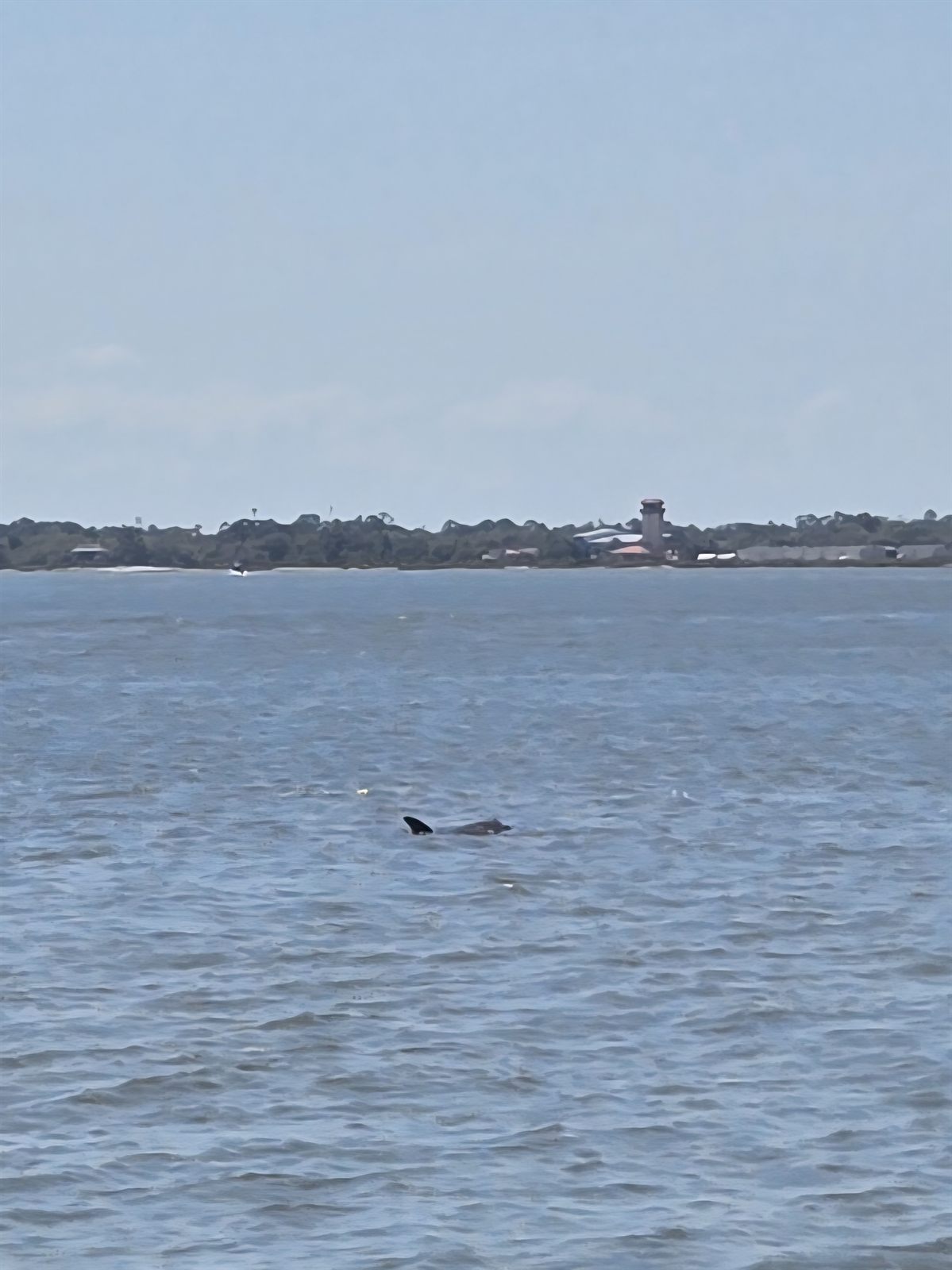 Guana, Timucuan, and South Point Loop Trail Loop - Dolphin Sighting! photo