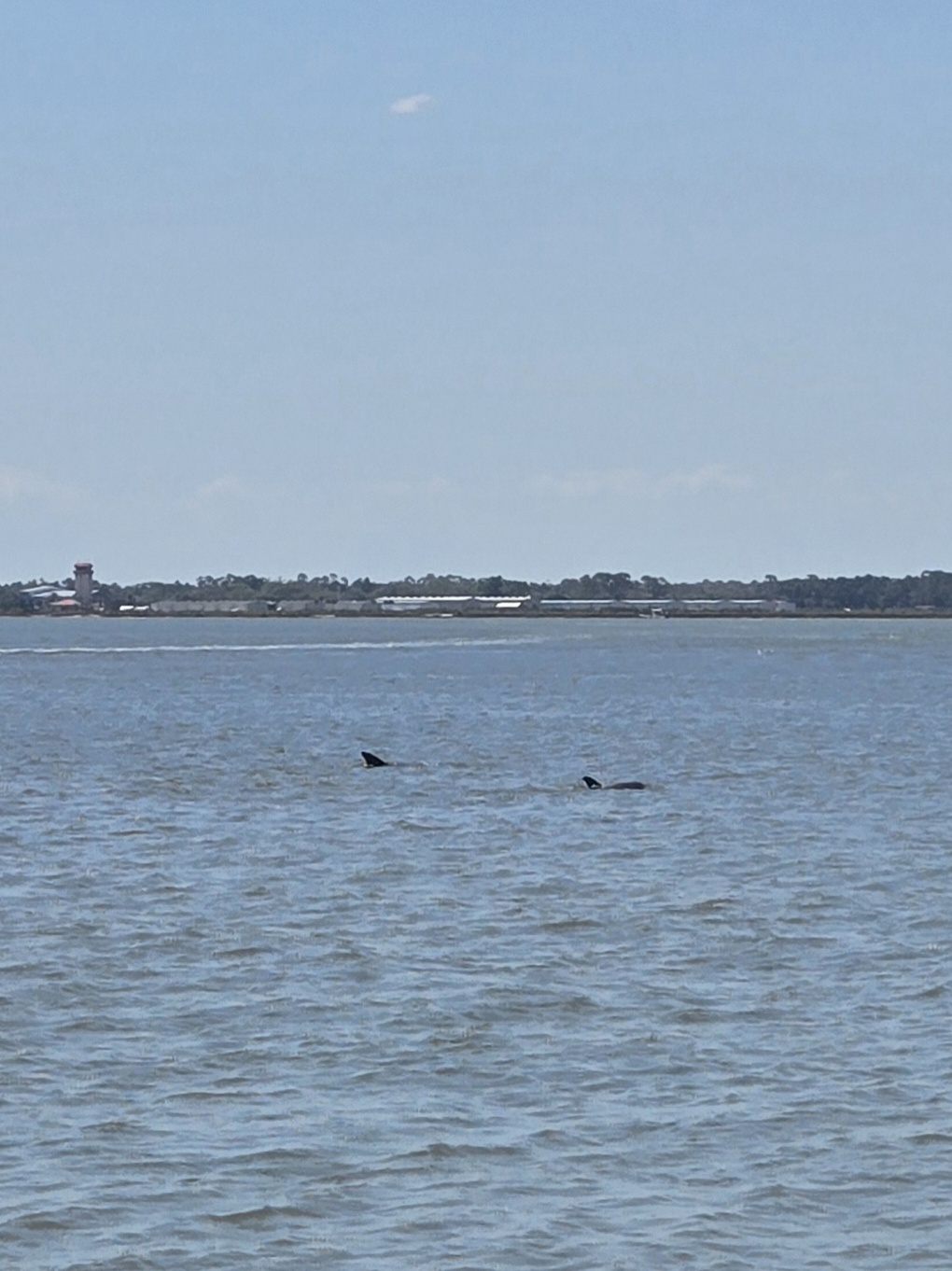 Guana, Timucuan, and South Point Loop Trail Loop - Dolphin Sighting! photo