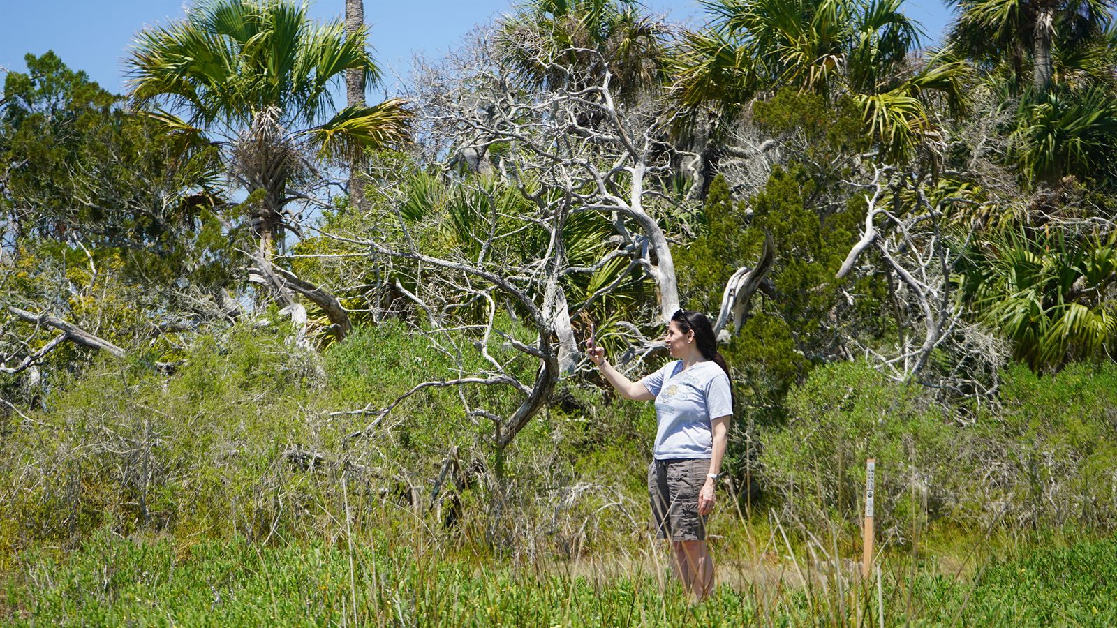 Guana, Timucuan, and South Point Loop Trail Loop - Dolphin Sighting! photo