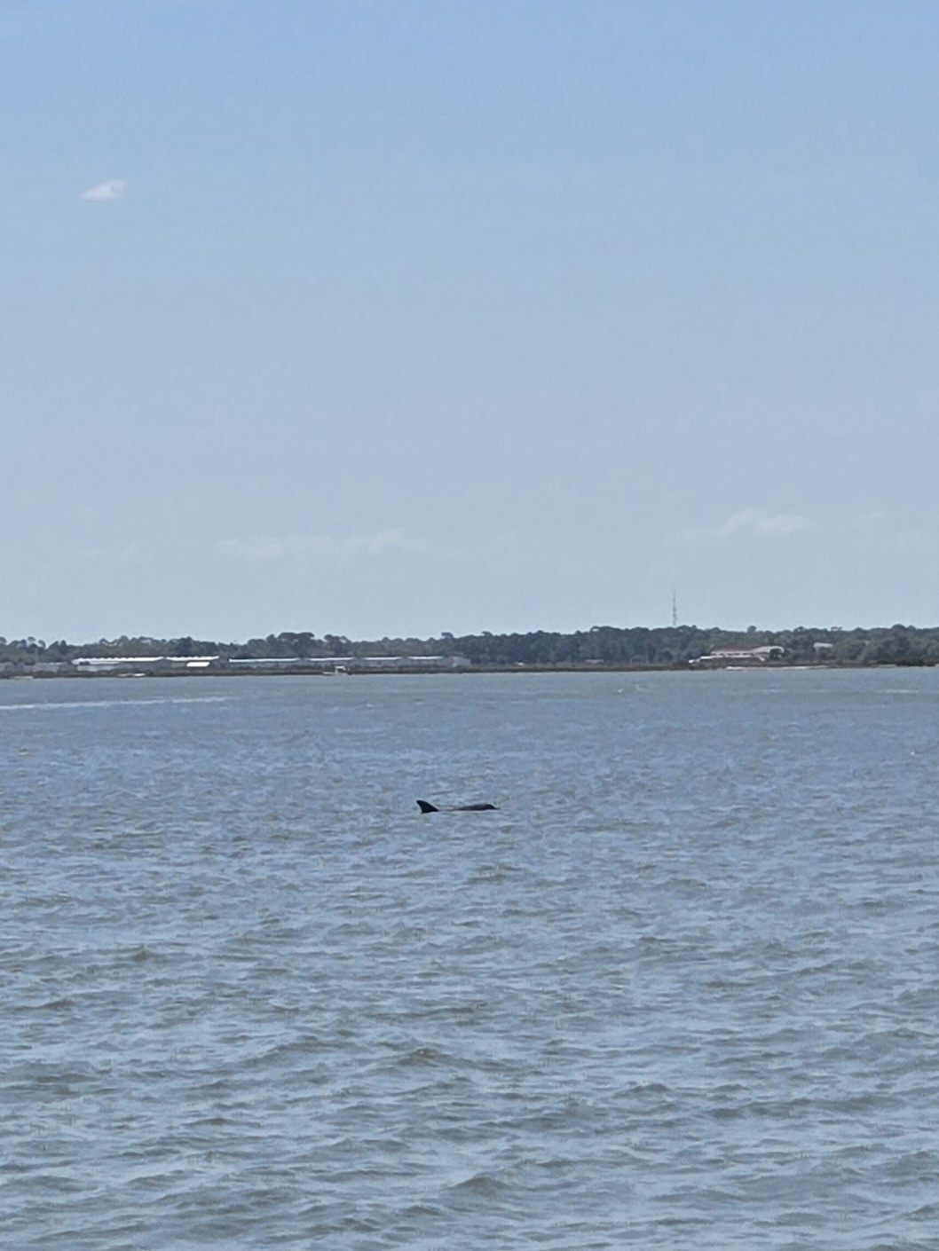 Guana, Timucuan, and South Point Loop Trail Loop - Dolphin Sighting! photo