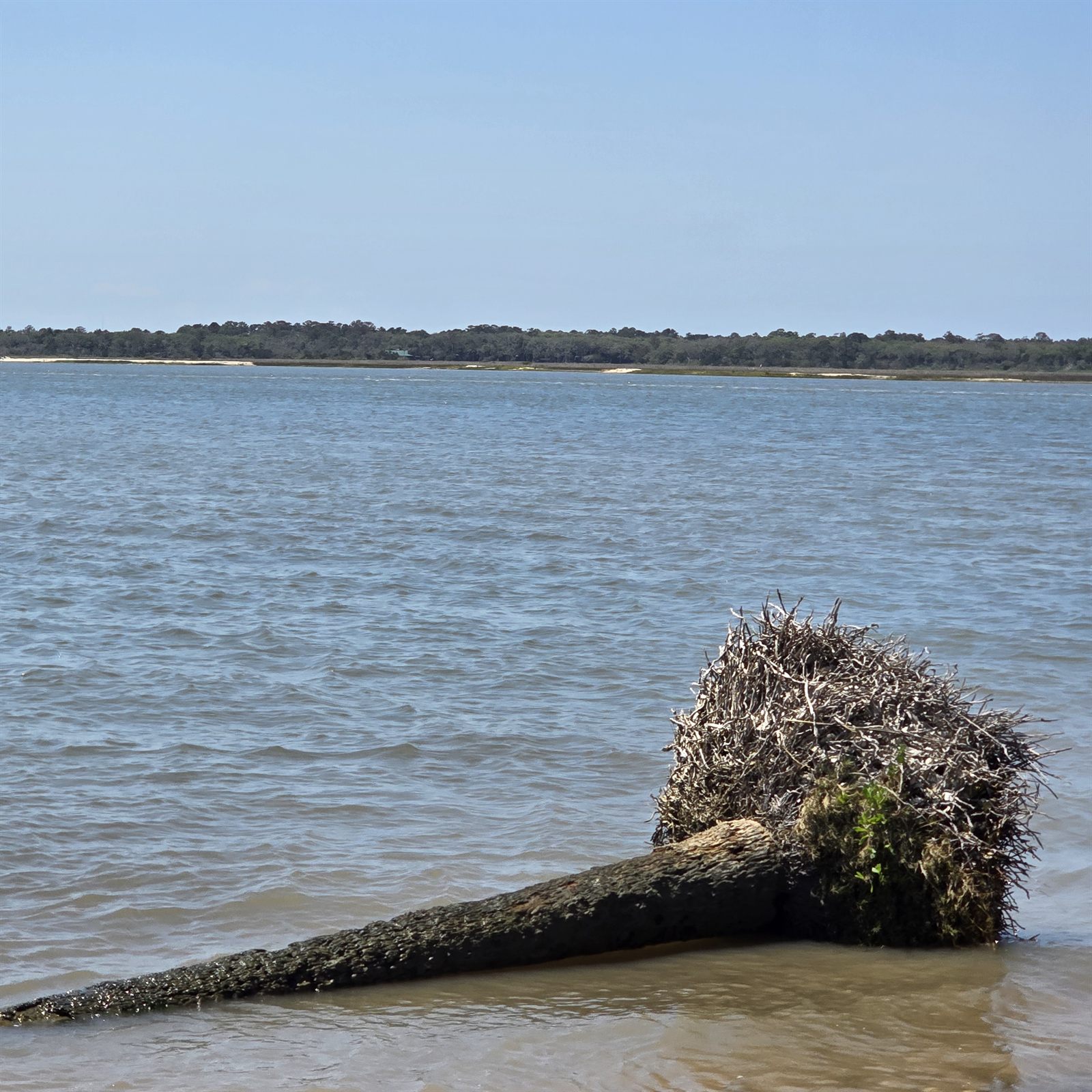 Guana, Timucuan, and South Point Loop Trail Loop - Treasures Washed Ashore photo