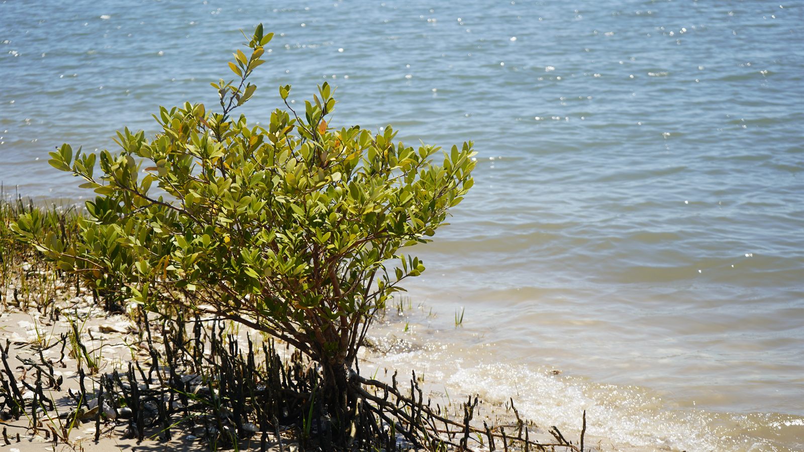 Guana, Timucuan, and South Point Loop Trail Loop - Treasures Washed Ashore photo
