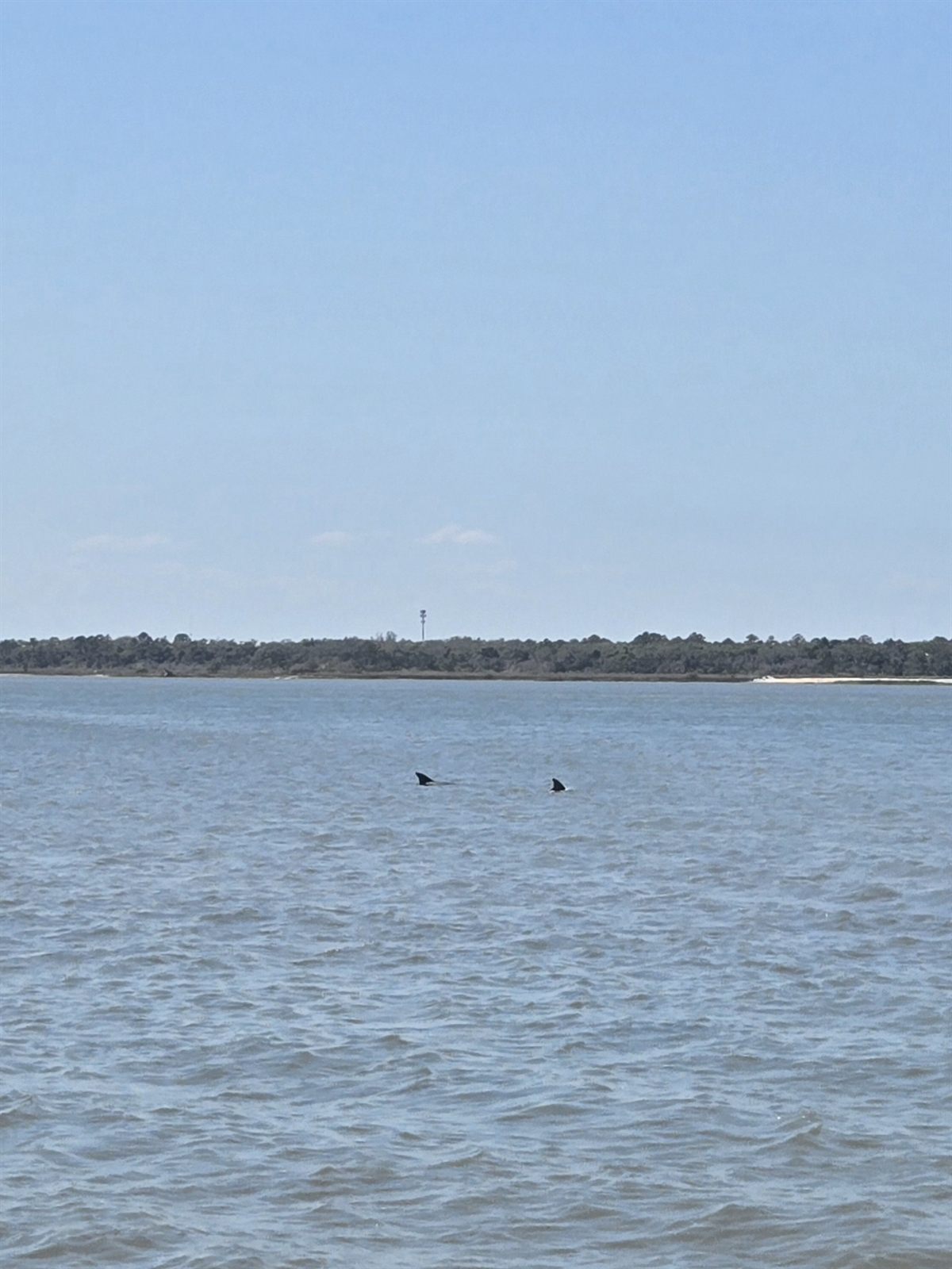 Guana, Timucuan, and South Point Loop Trail Loop - Dolphin Sighting! photo