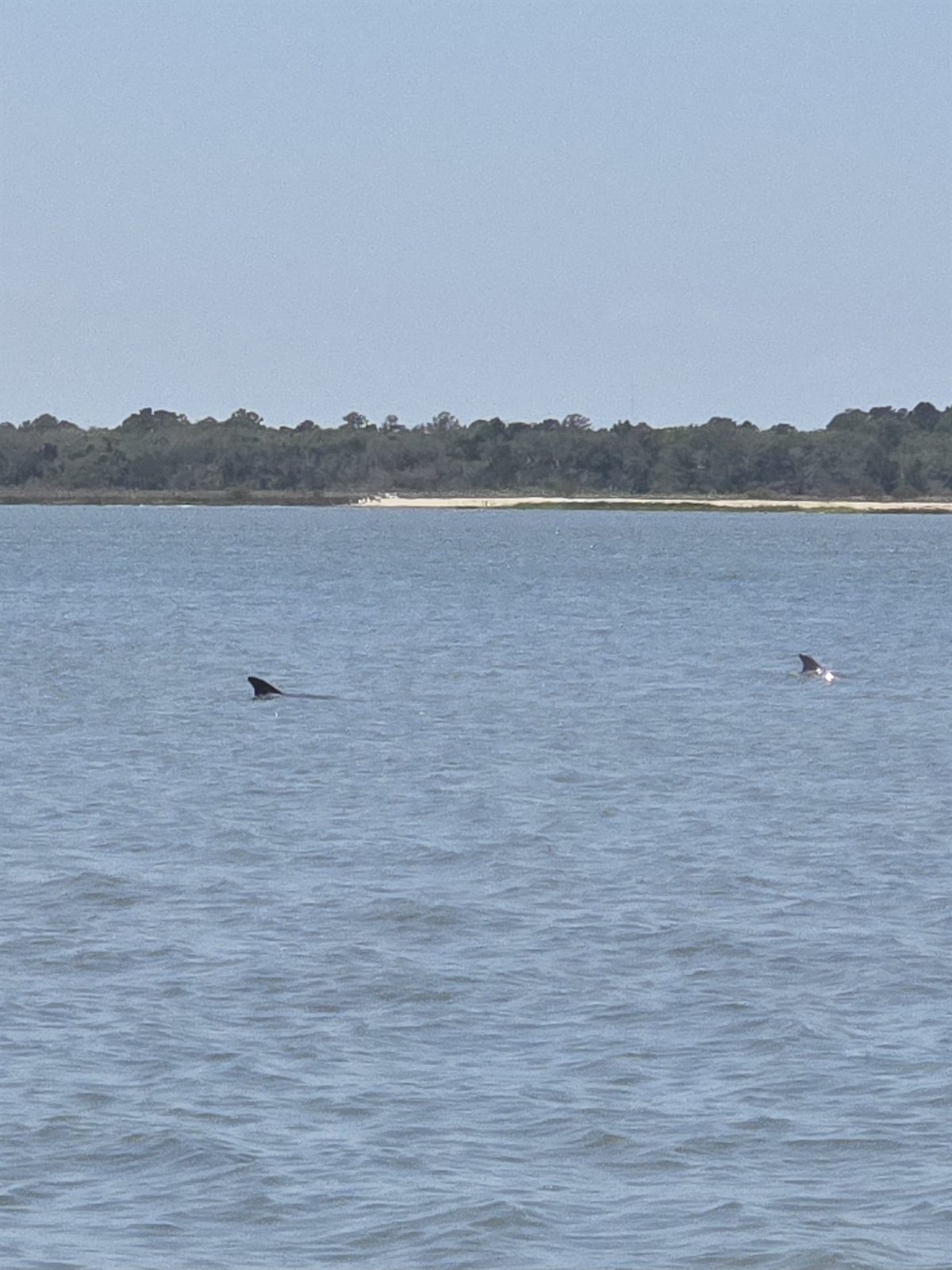 Guana, Timucuan, and South Point Loop Trail Loop - Dolphin Sighting! photo
