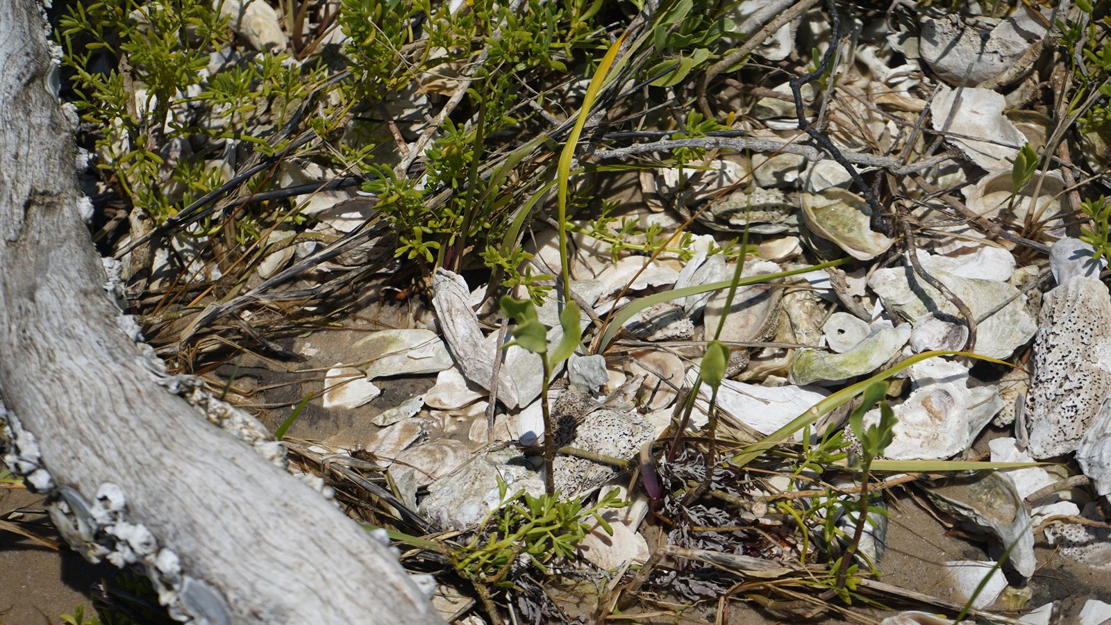 Guana, Timucuan, and South Point Loop Trail Loop - Treasures Washed Ashore photo