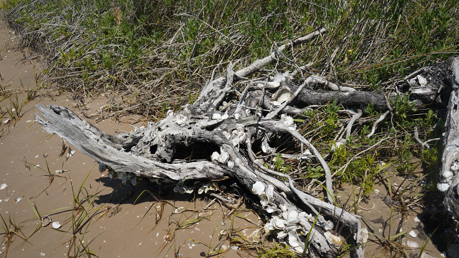 Guana, Timucuan, and South Point Loop Trail Loop - Treasures Washed Ashore photo