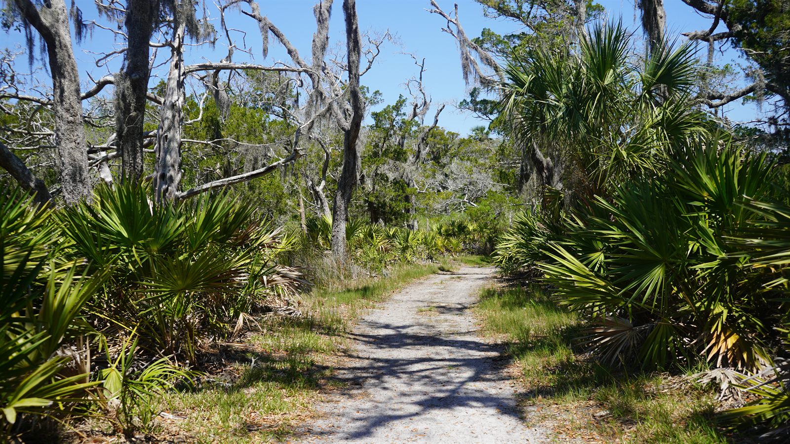 Guana, Timucuan, and South Point Loop Trail Loop - The Path Back photo