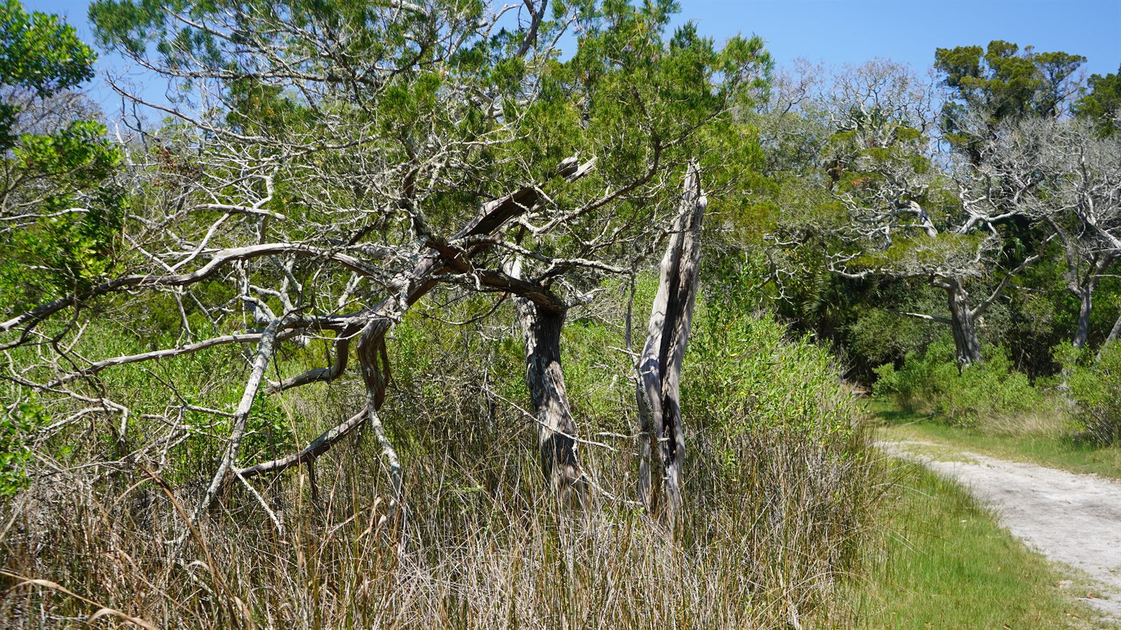 Guana, Timucuan, and South Point Loop Trail Loop - Another Place to Pause photo