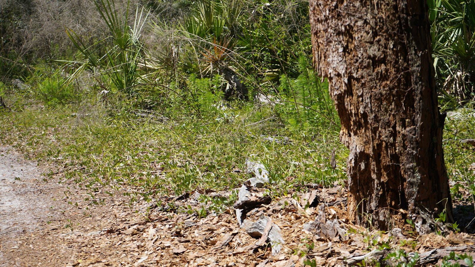 Guana, Timucuan, and South Point Loop Trail Loop - The Forest Tells Its Secrets photo