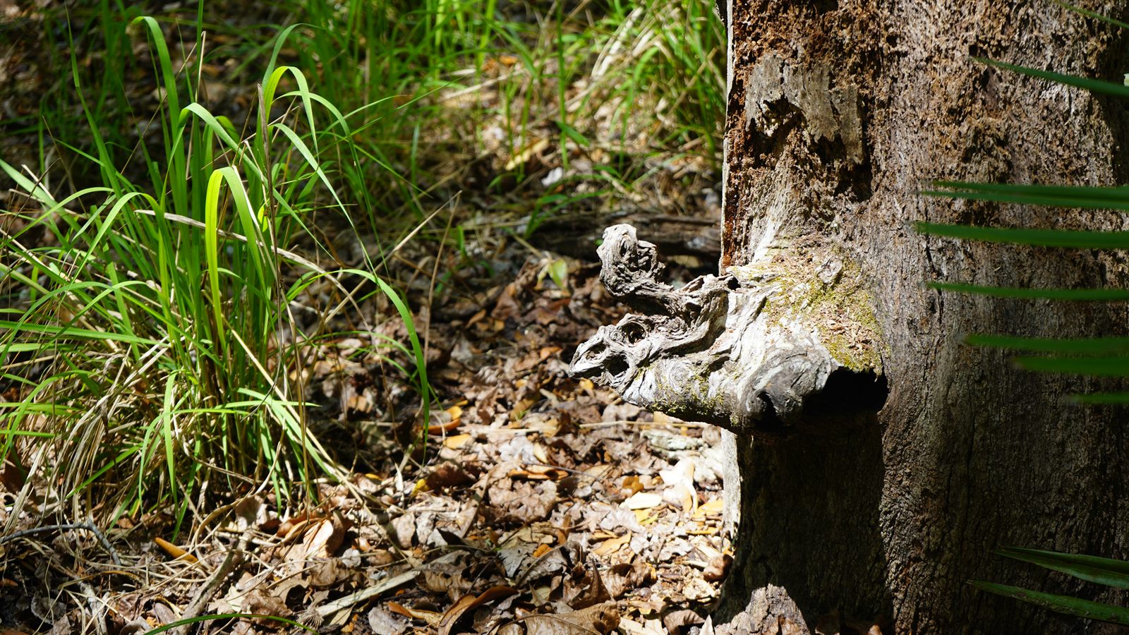 Guana, Timucuan, and South Point Loop Trail Loop - The Forest Tells Its Secrets photo