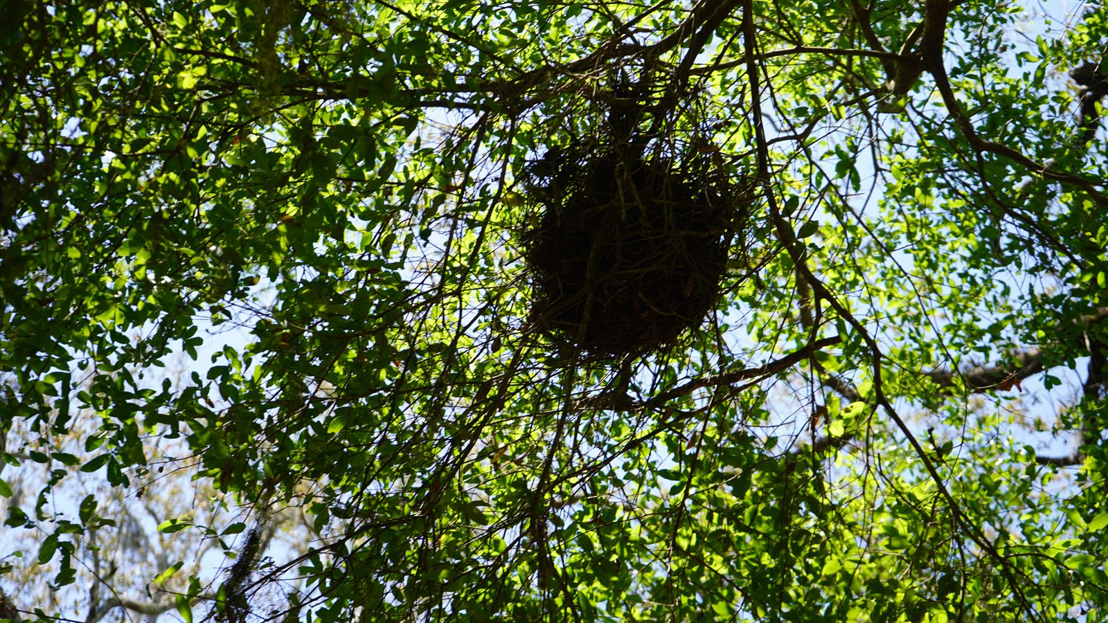 Guana, Timucuan, and South Point Loop Trail Loop - Life, Death, and the Tide photo