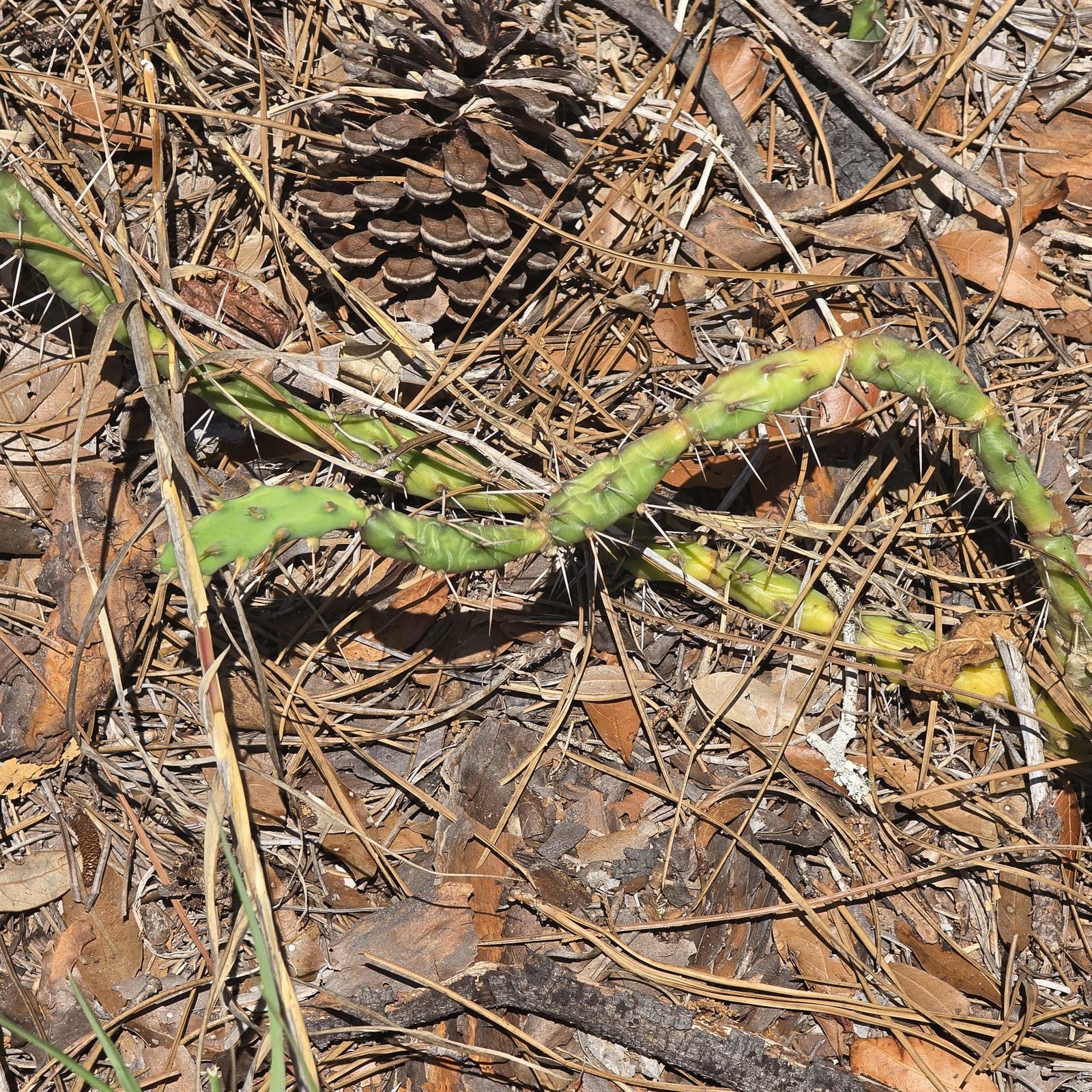 Guana, Timucuan, and South Point Loop Trail Loop - The Trail Isn't Done With Us Yet photo