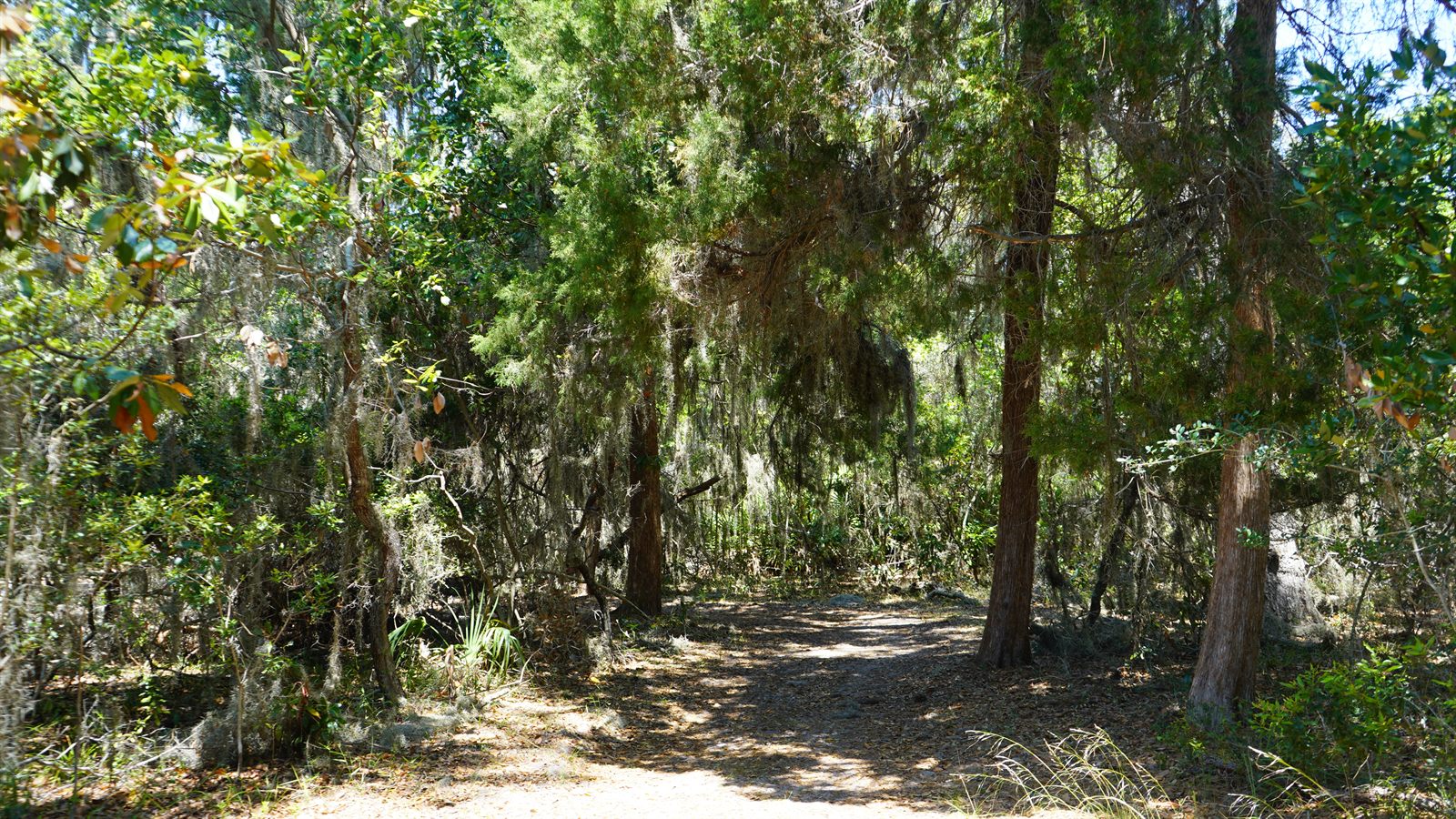 Guana, Timucuan, and South Point Loop Trail Loop - The Trail Isn't Done With Us Yet photo