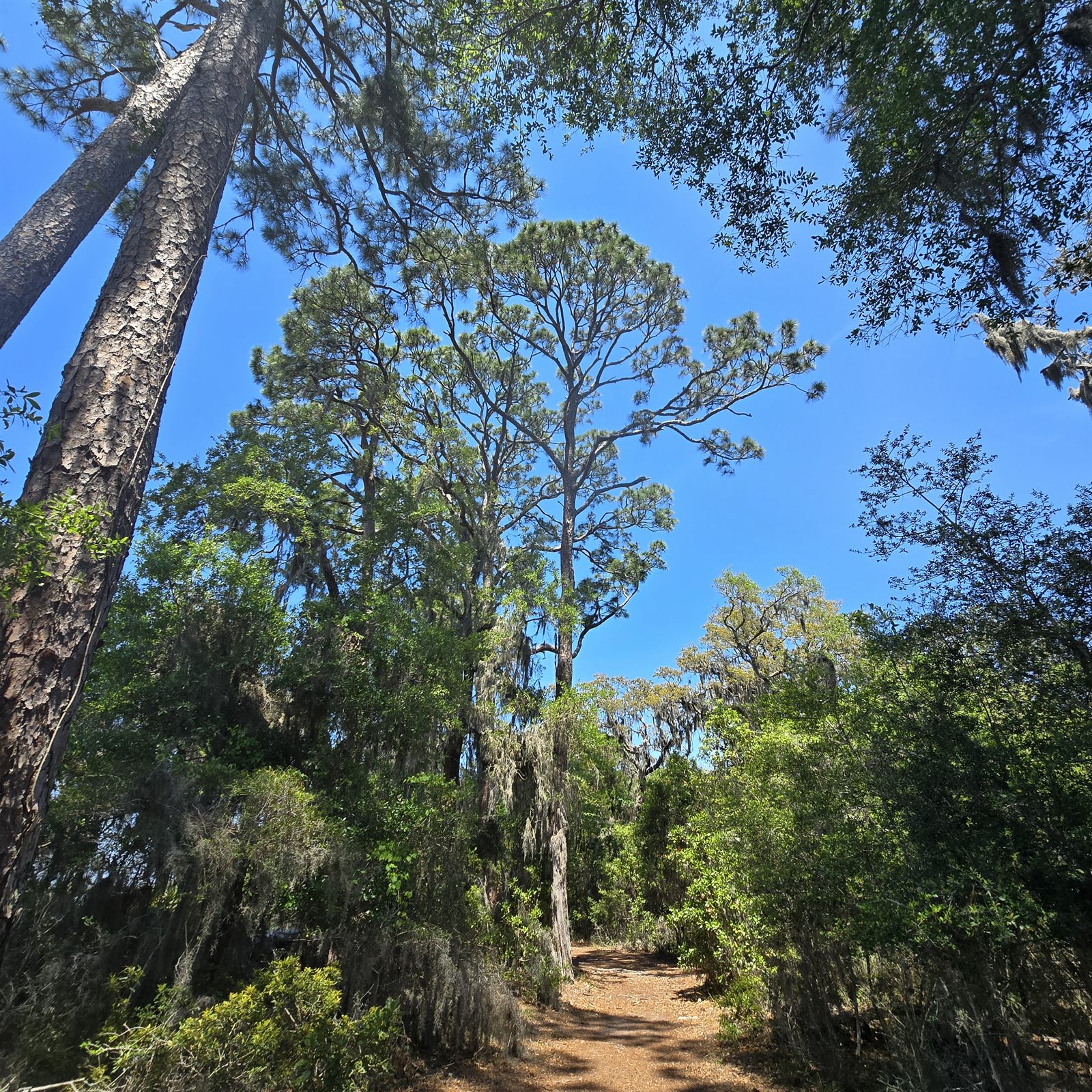 Guana, Timucuan, and South Point Loop Trail Loop - Maybe my Favorite photo