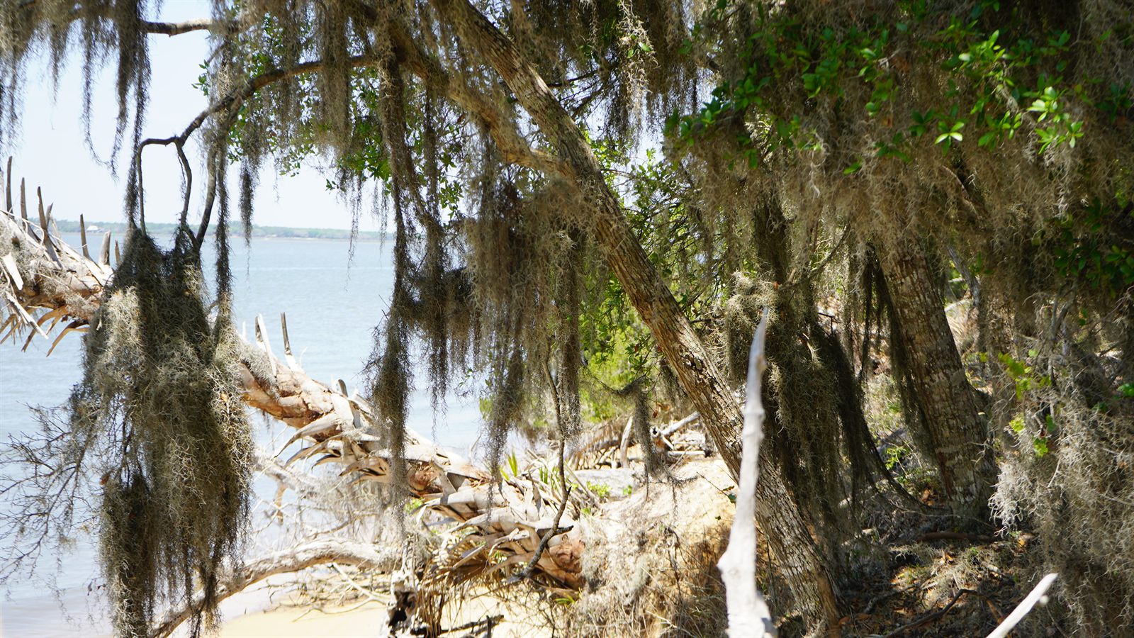 Guana, Timucuan, and South Point Loop Trail Loop - The Edge of the Woods photo