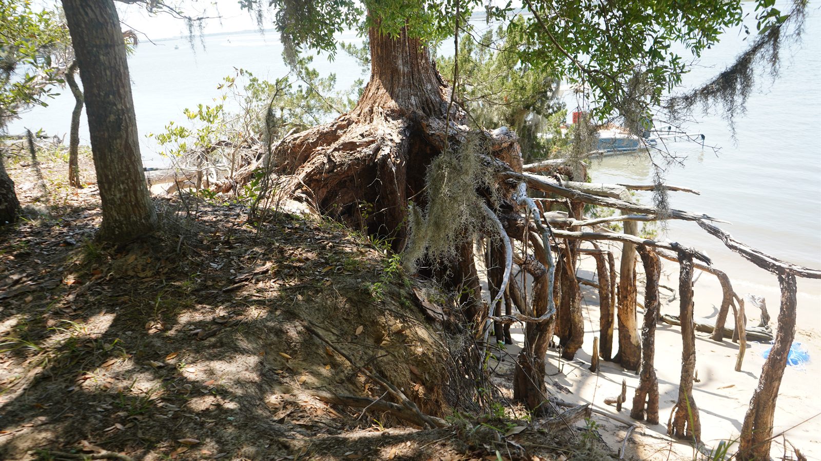 Guana, Timucuan, and South Point Loop Trail Loop - King of the Forest photo