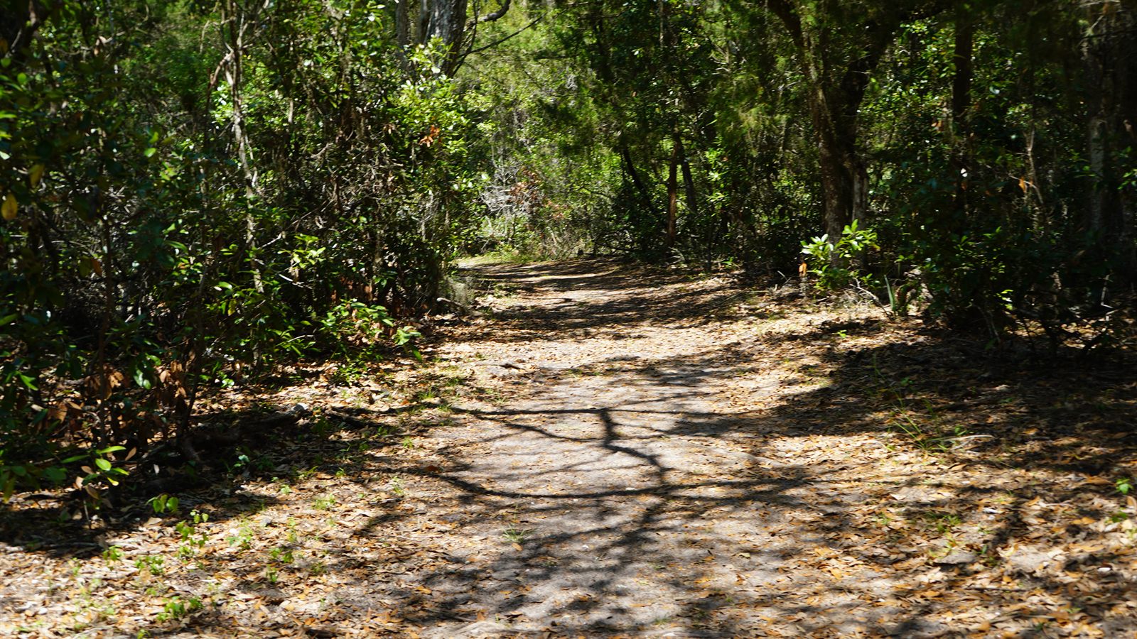 Guana, Timucuan, and South Point Loop Trail Loop - One Last Archway photo