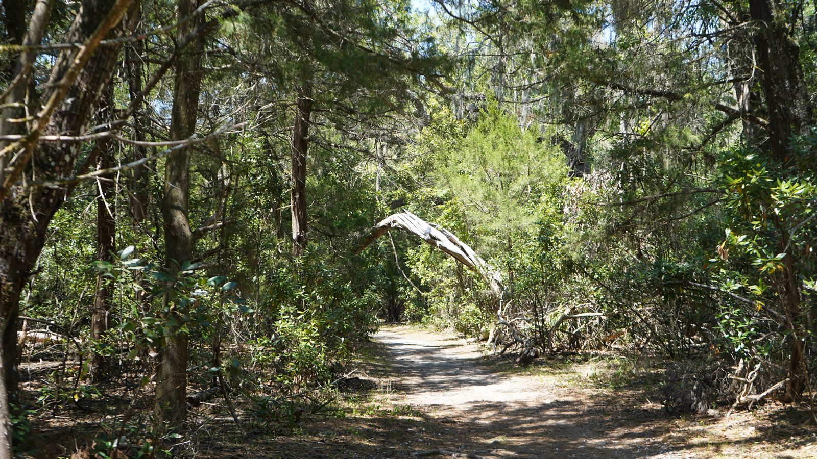 Guana, Timucuan, and South Point Loop Trail Loop - One Last Archway photo