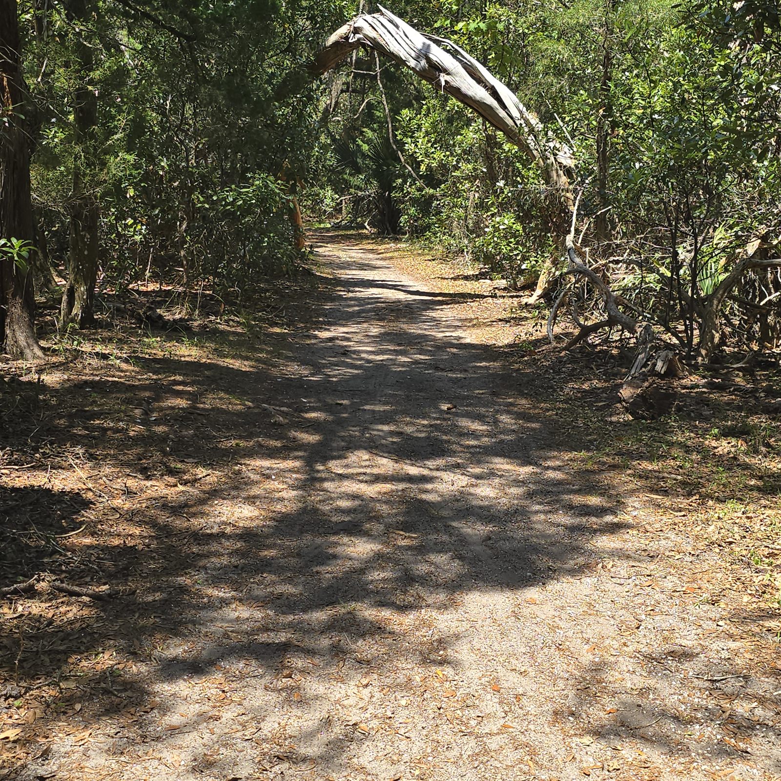 Guana, Timucuan, and South Point Loop Trail Loop - One Last Archway photo