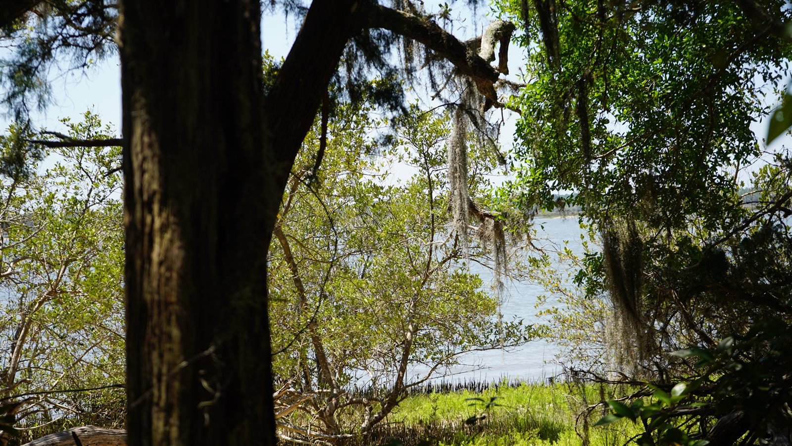 Guana, Timucuan, and South Point Loop Trail Loop - The Woods Say Goodbye Too photo
