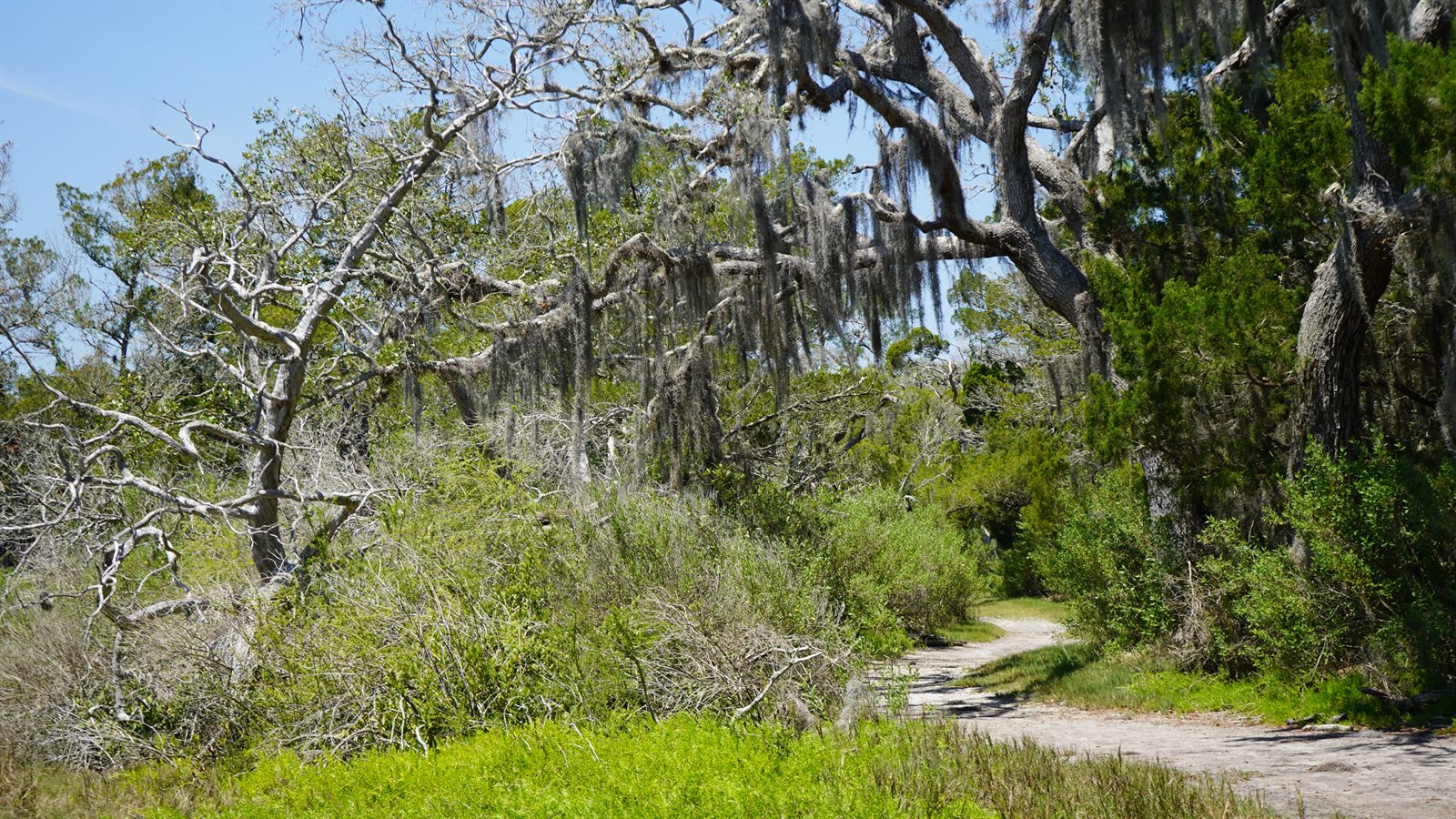 Guana, Timucuan, and South Point Loop Trail Loop - The Woods Say Goodbye Too photo